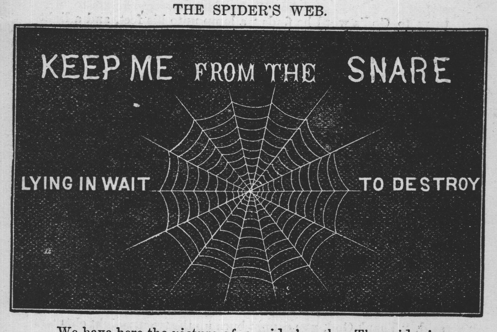 We have here the picture of a spider's web. The spider is a