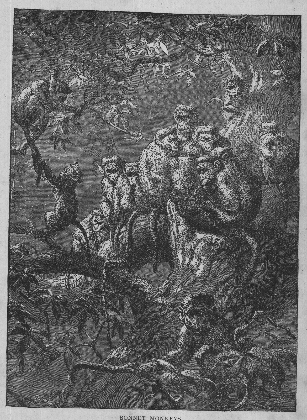 BONNET MONKEYS.