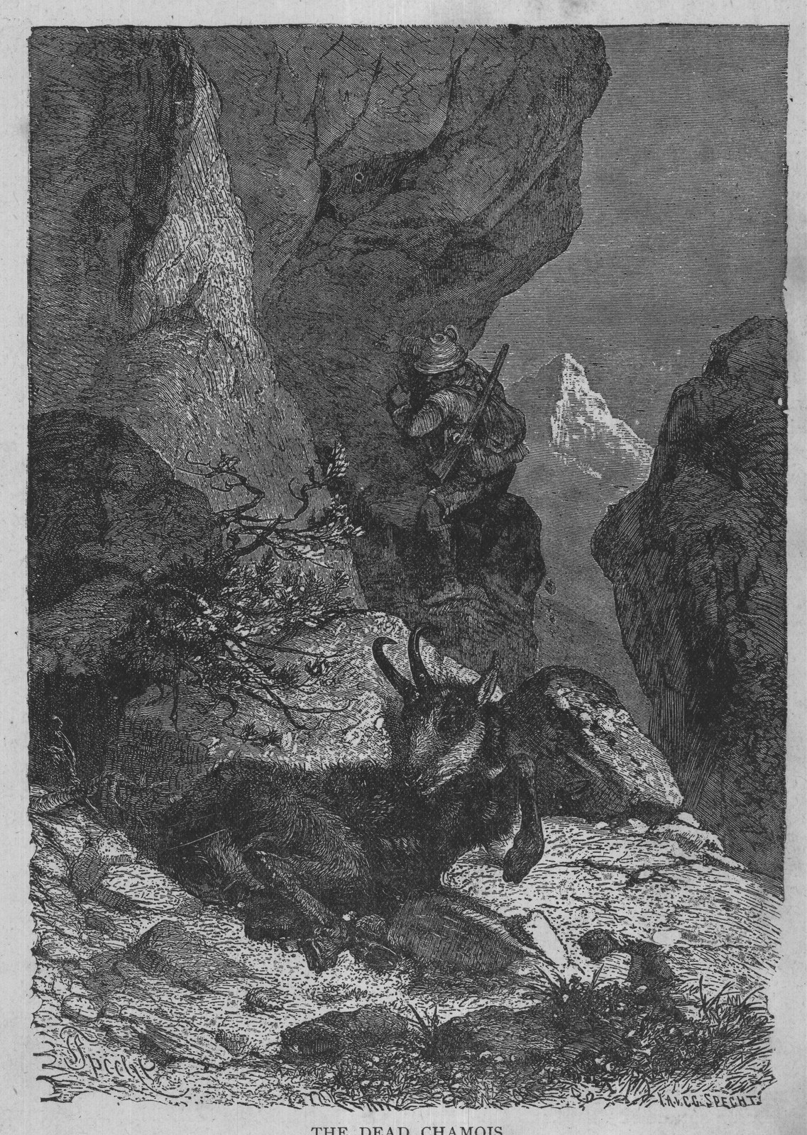 THE DEAD CHAMOIS.