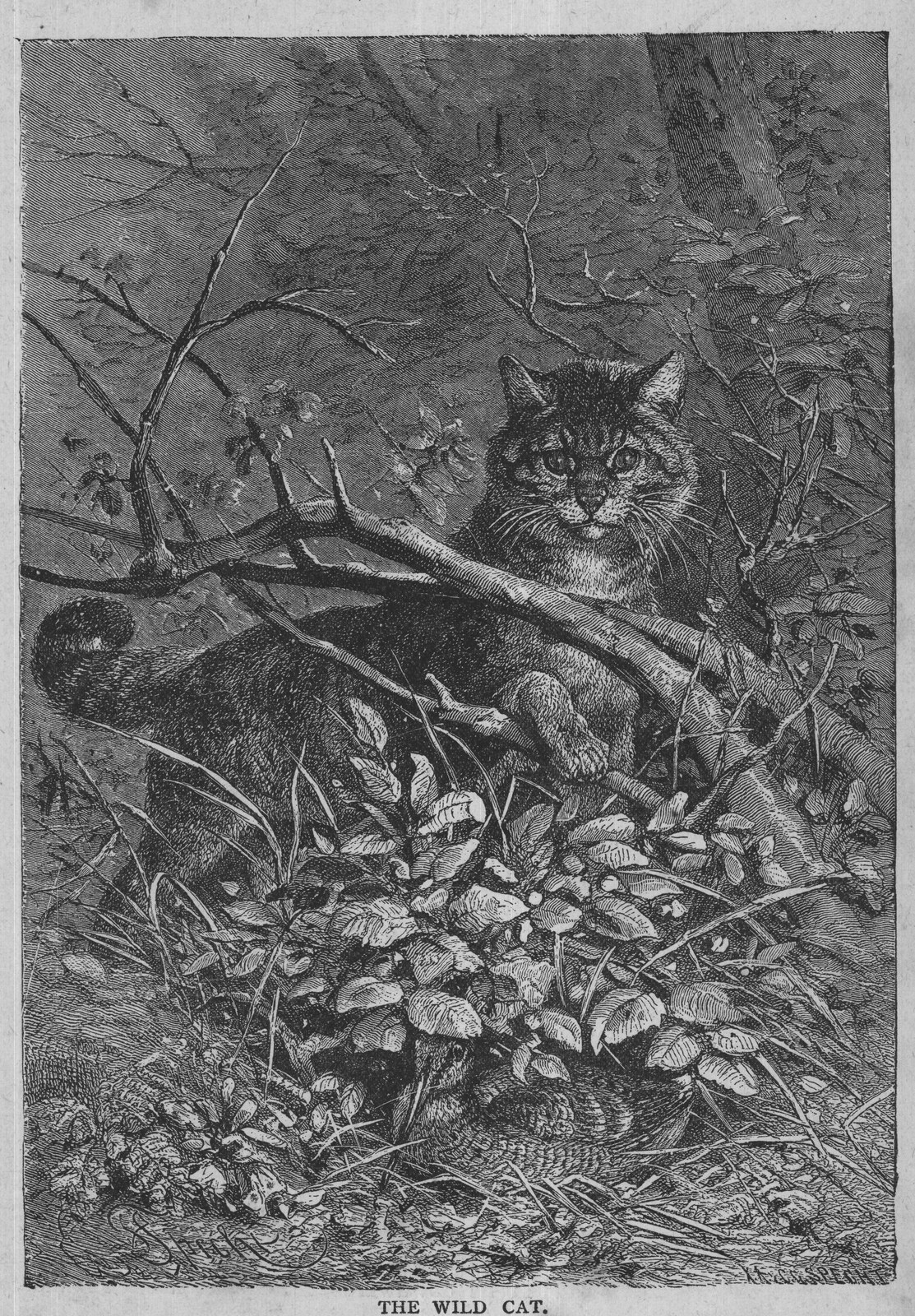 THE WILD CAT.