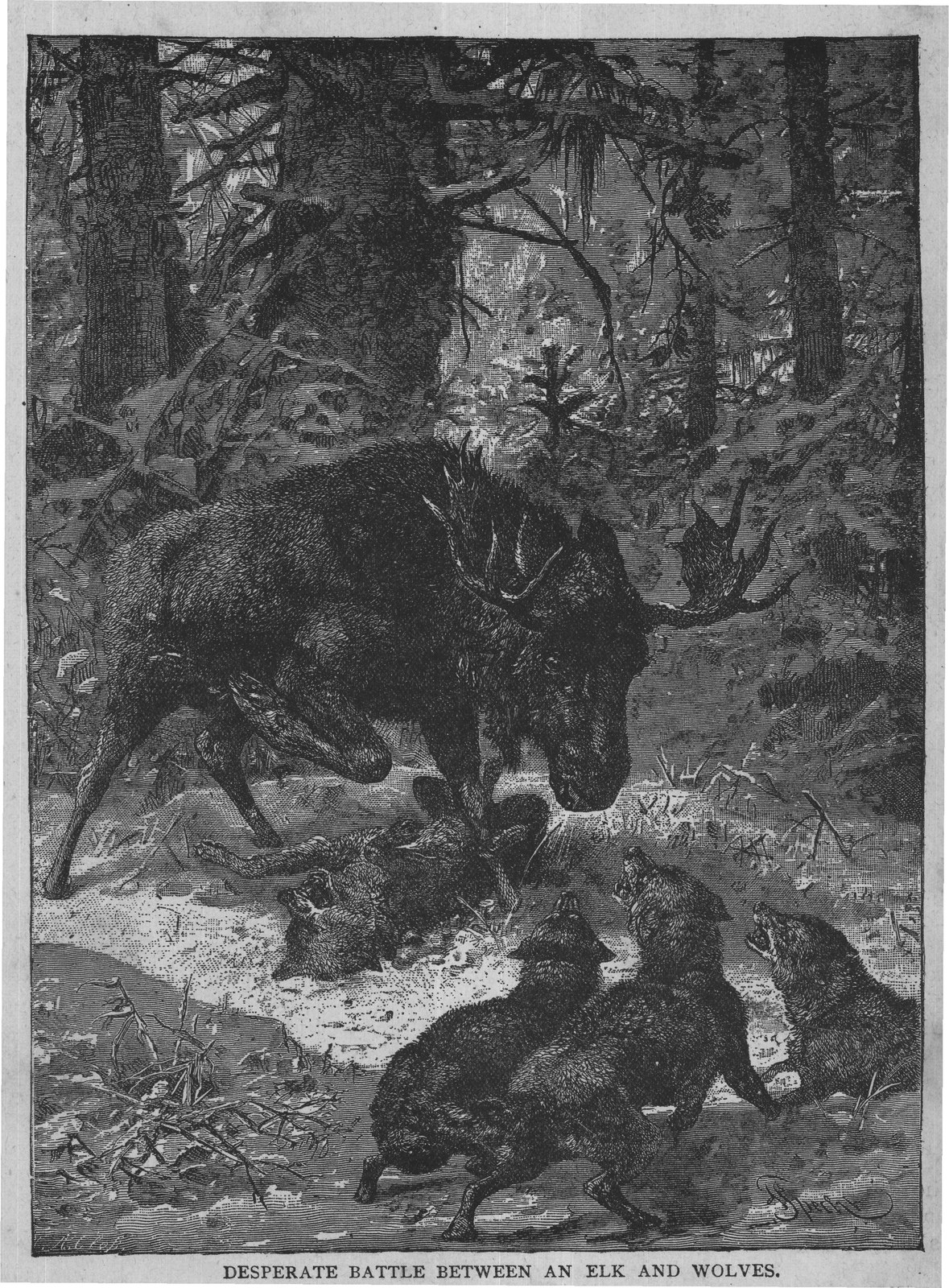DESPERATE BATTLE BETWEEN AN ELK AND WOLVES.