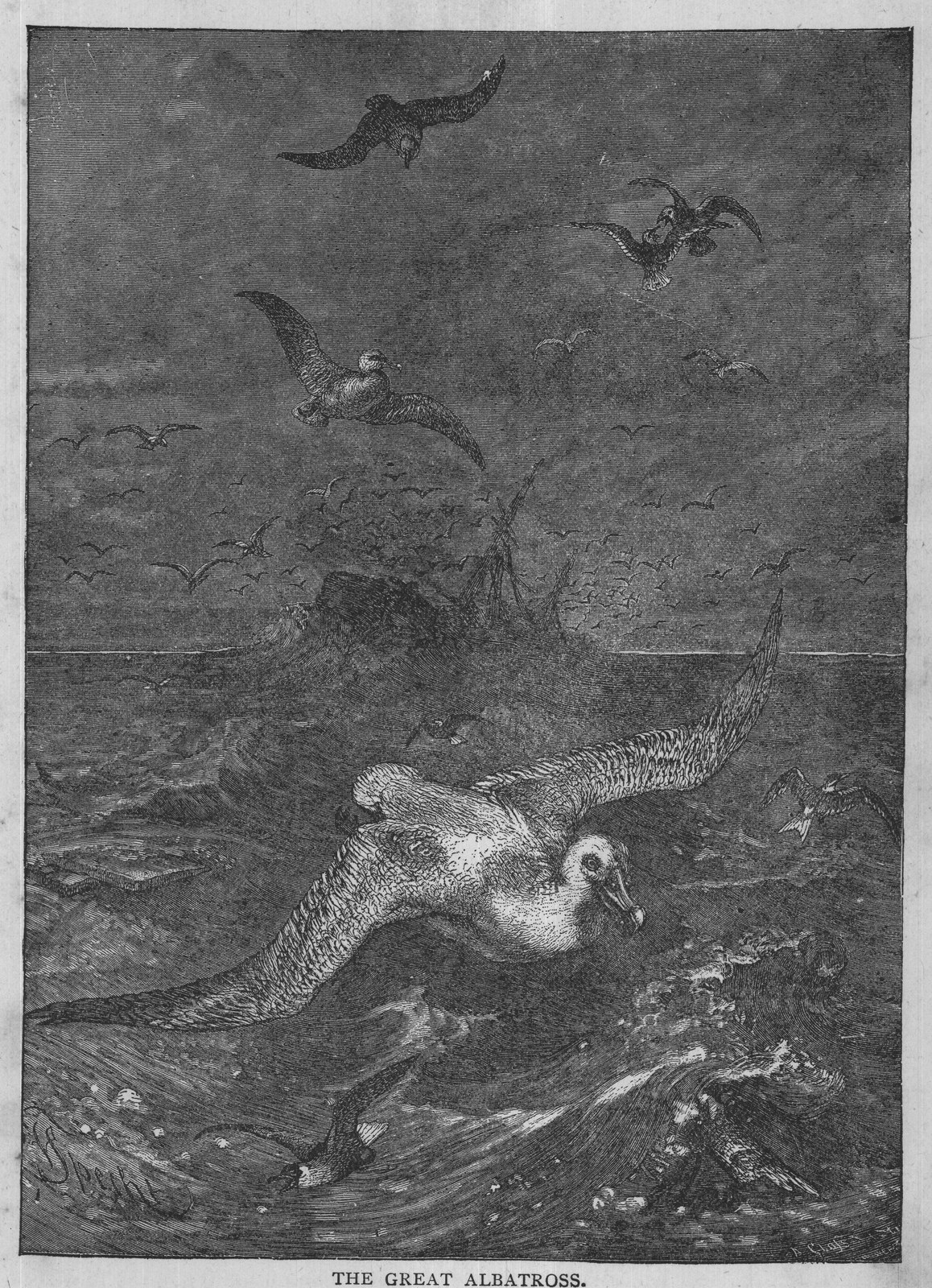 THE GREAT ALBATROSS.