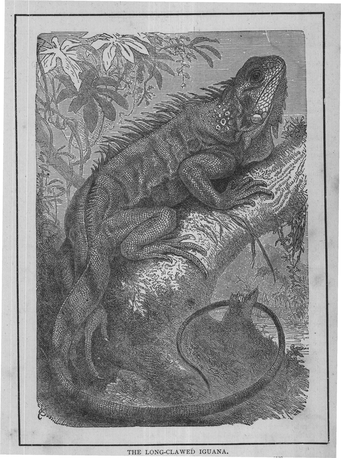 THE LONG-CLAWED IGUANA.