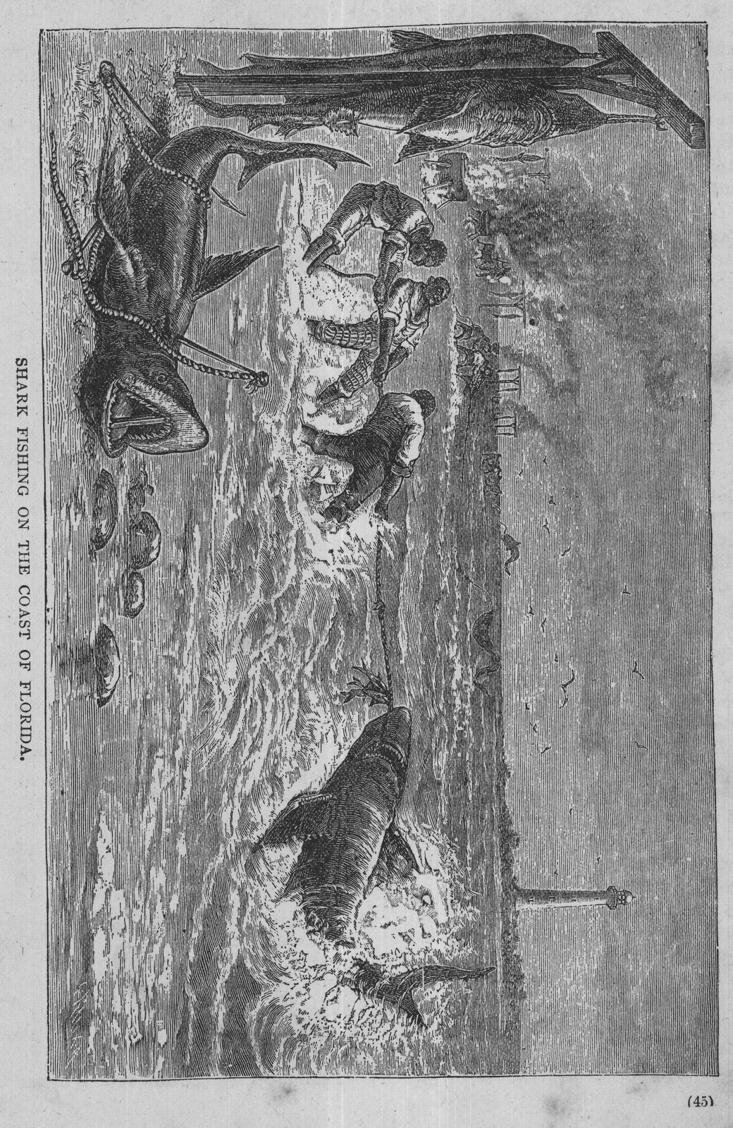 Shark-Fishing on the Coast of Florida — from Museum of Wonders (1900)