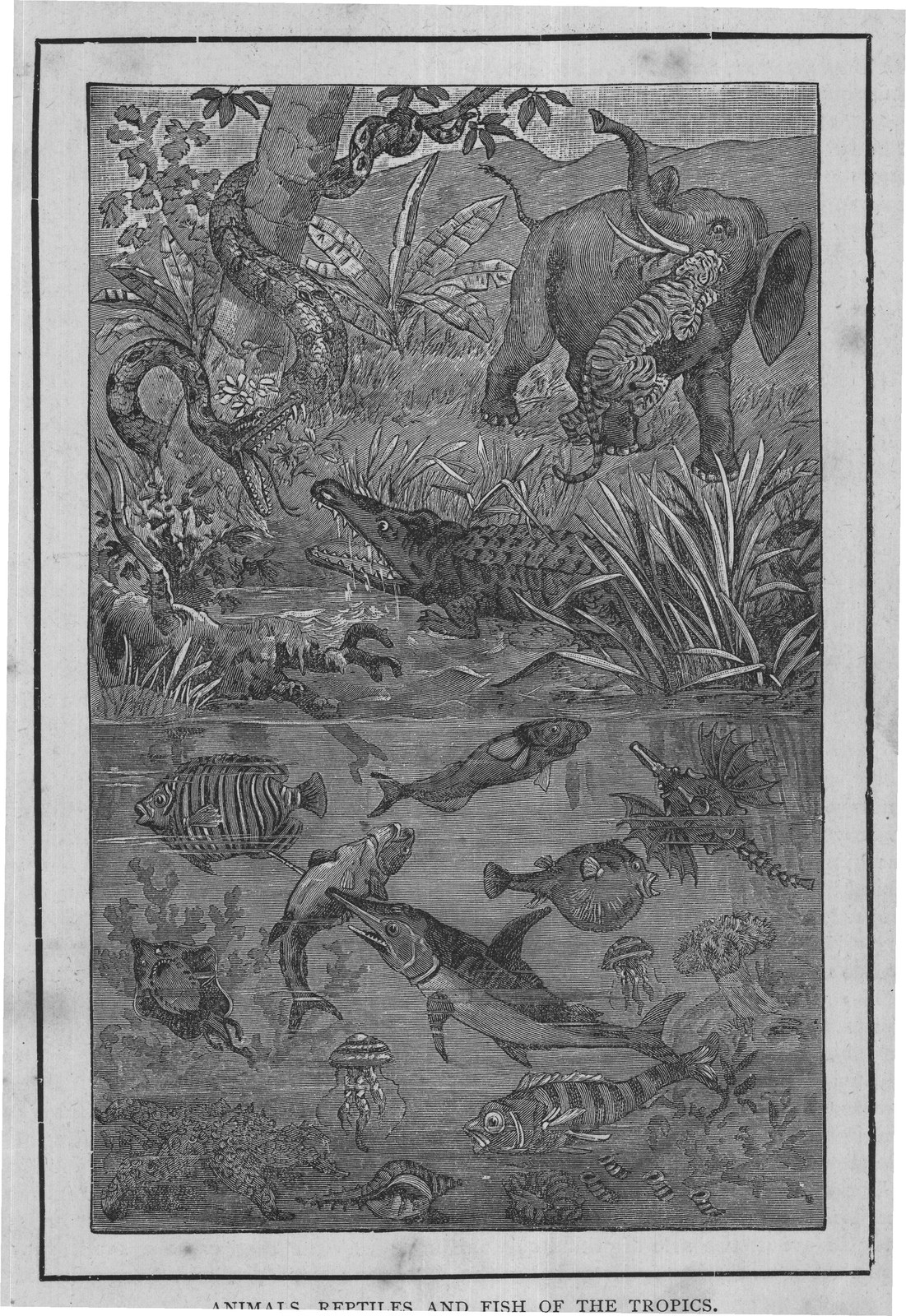 ANIMALS, REPTILES AND FISH OF THE TROPICS.