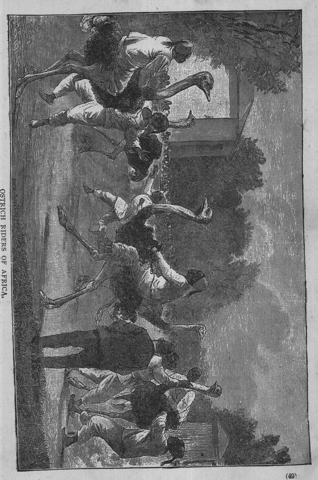 Ostrich Riders of Africa — from Museum of Wonders (1900)