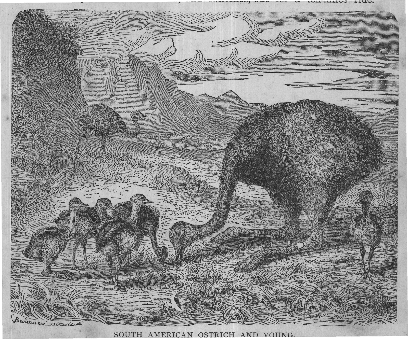 SOUTH AMERICAN OSTRICH AND YOUNG.