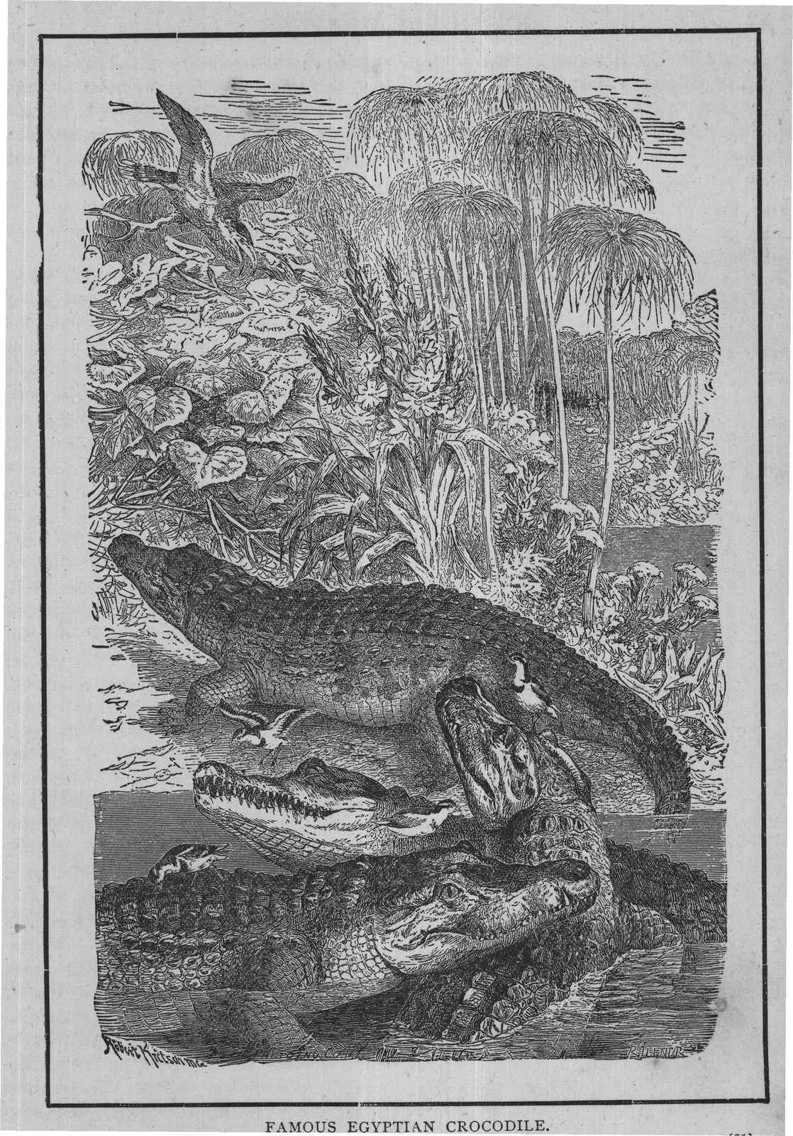 FAMOUS EGYPTIAN CROCODILE.