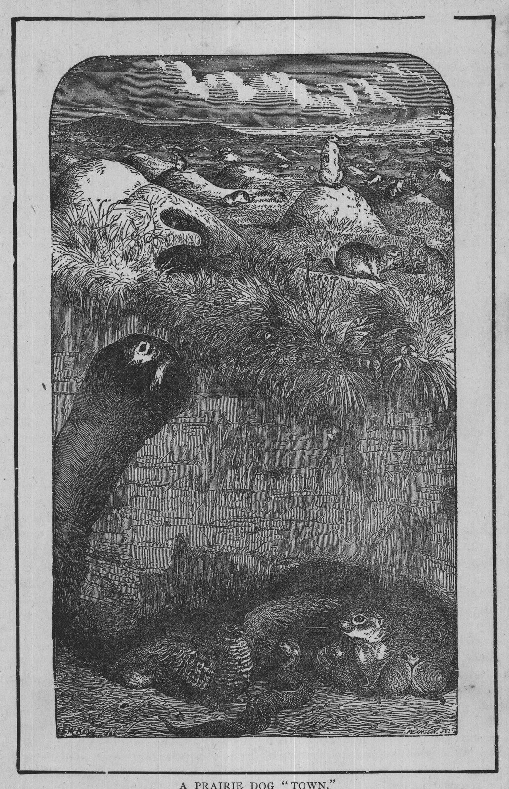 A PRAIRIE DOG "TOWN."
