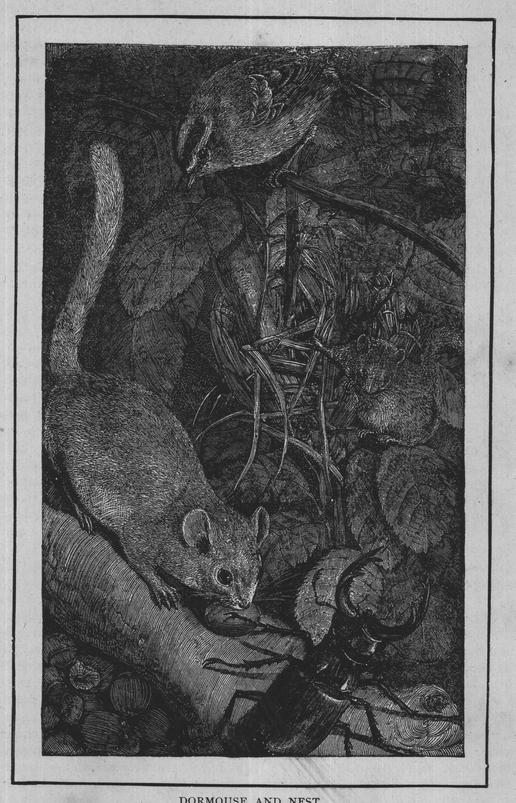 DORMOUSE AND NEST.