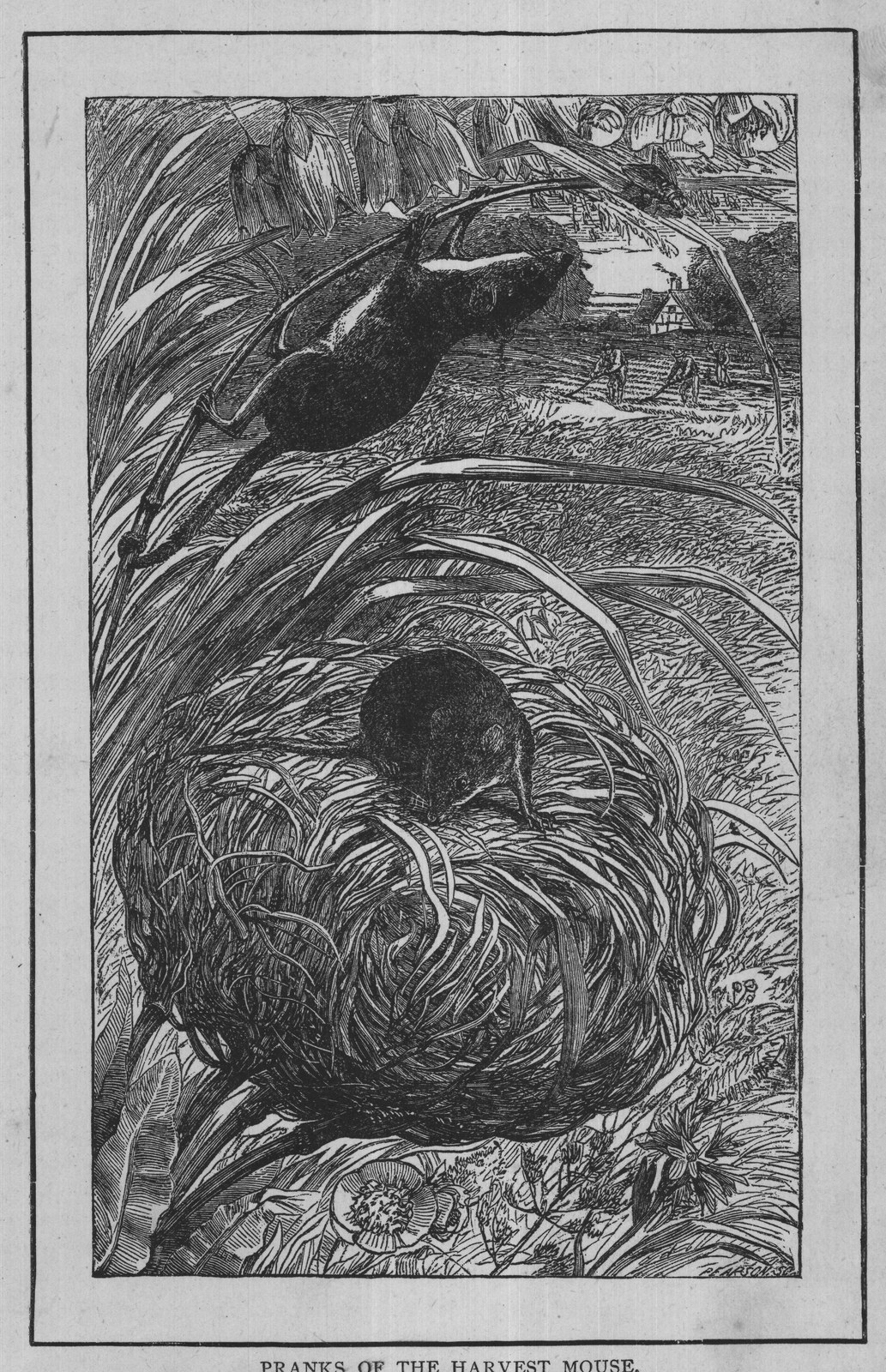 PRANKS OF THE HARVEST MOUSE.