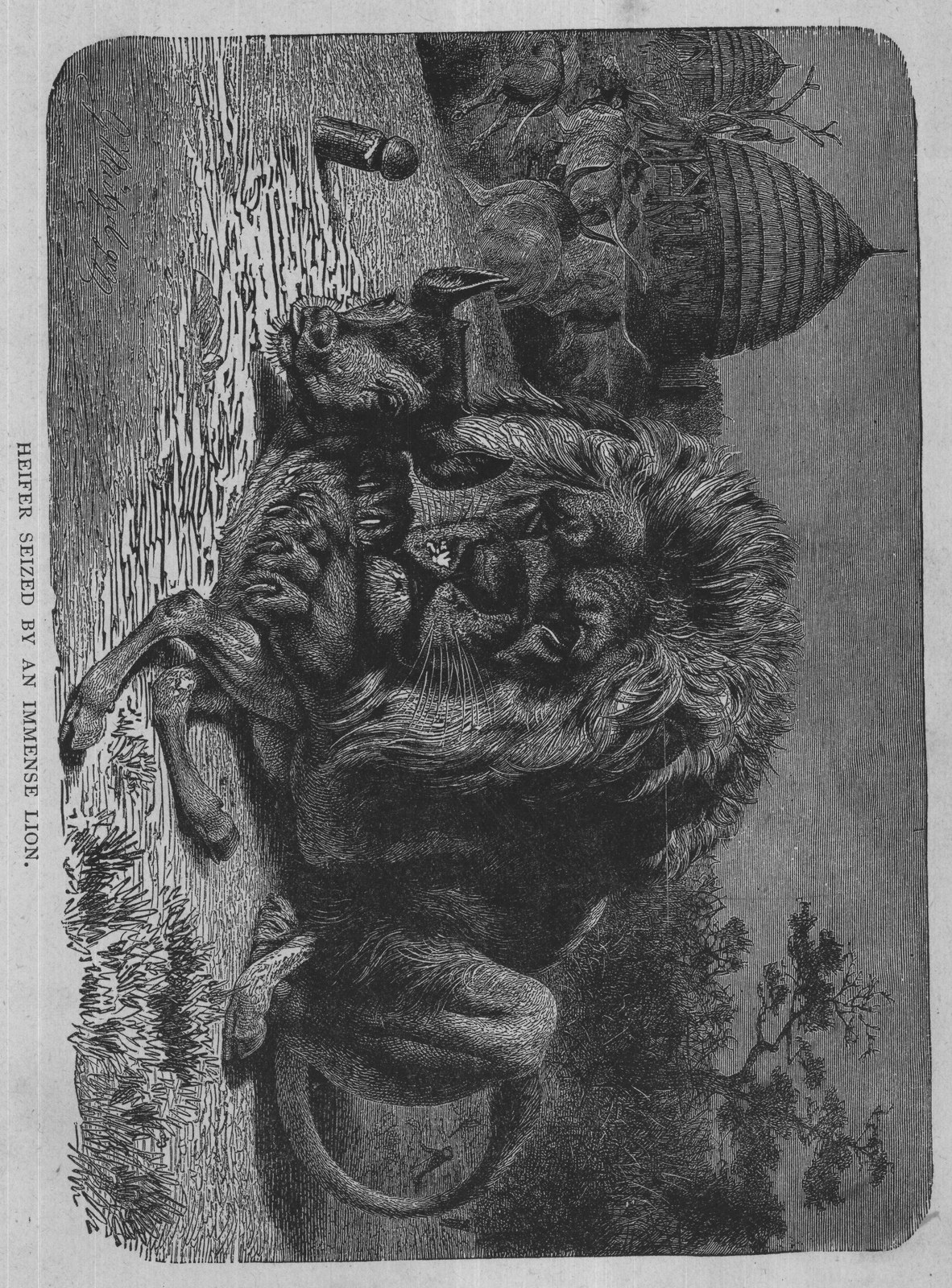 HEIFER SEIZED BY AN IMMENSE LION.