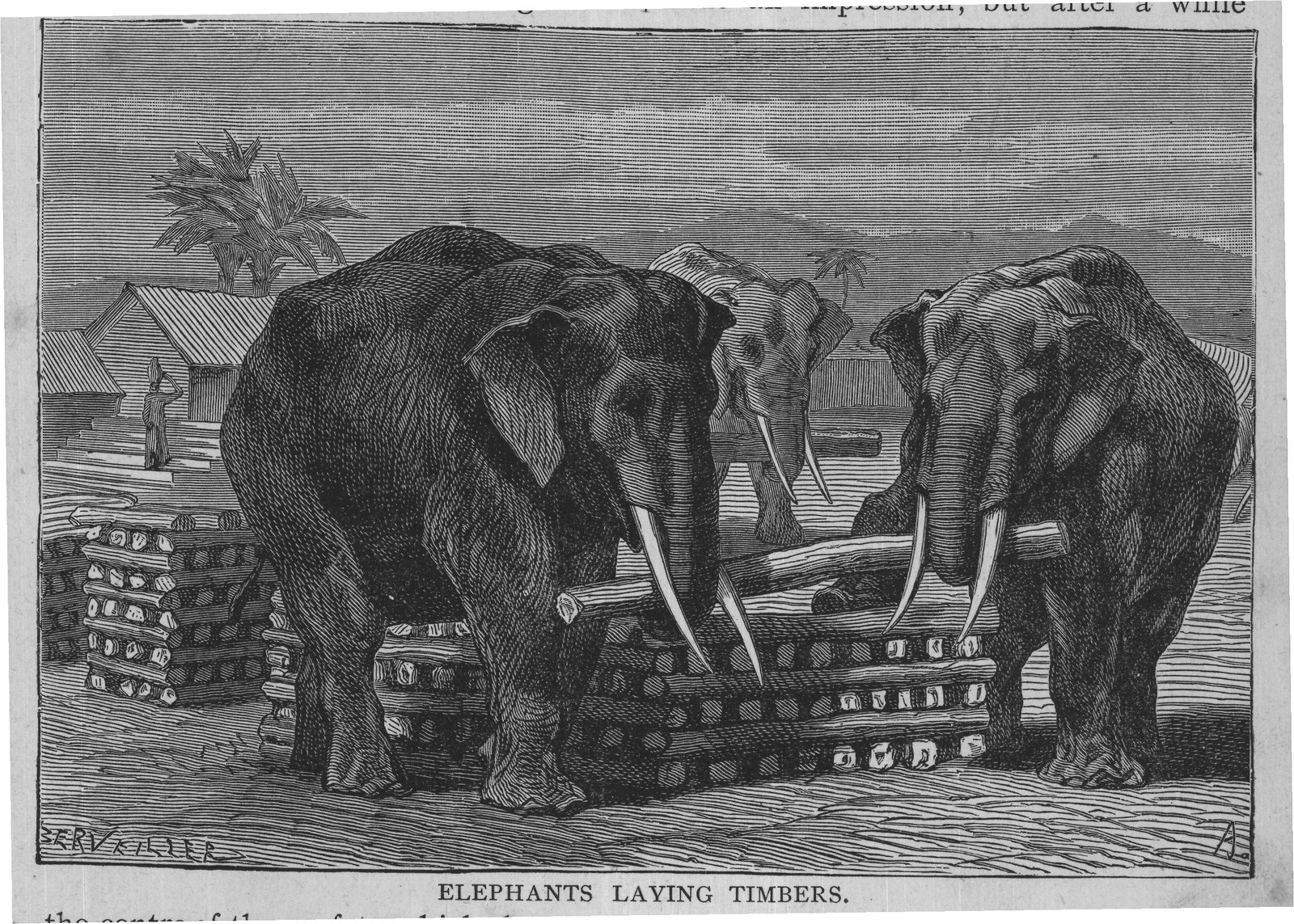 ELEPHANTS LAYING TIMBERS.