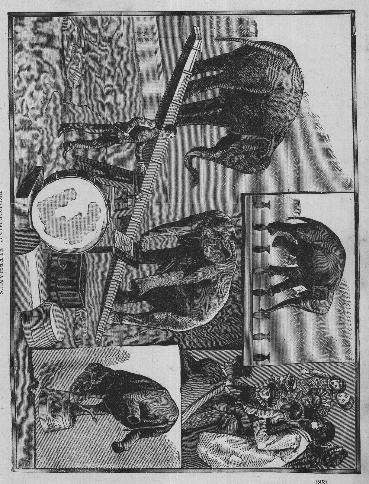 Performing Elephants — from Museum of Wonders (1900)