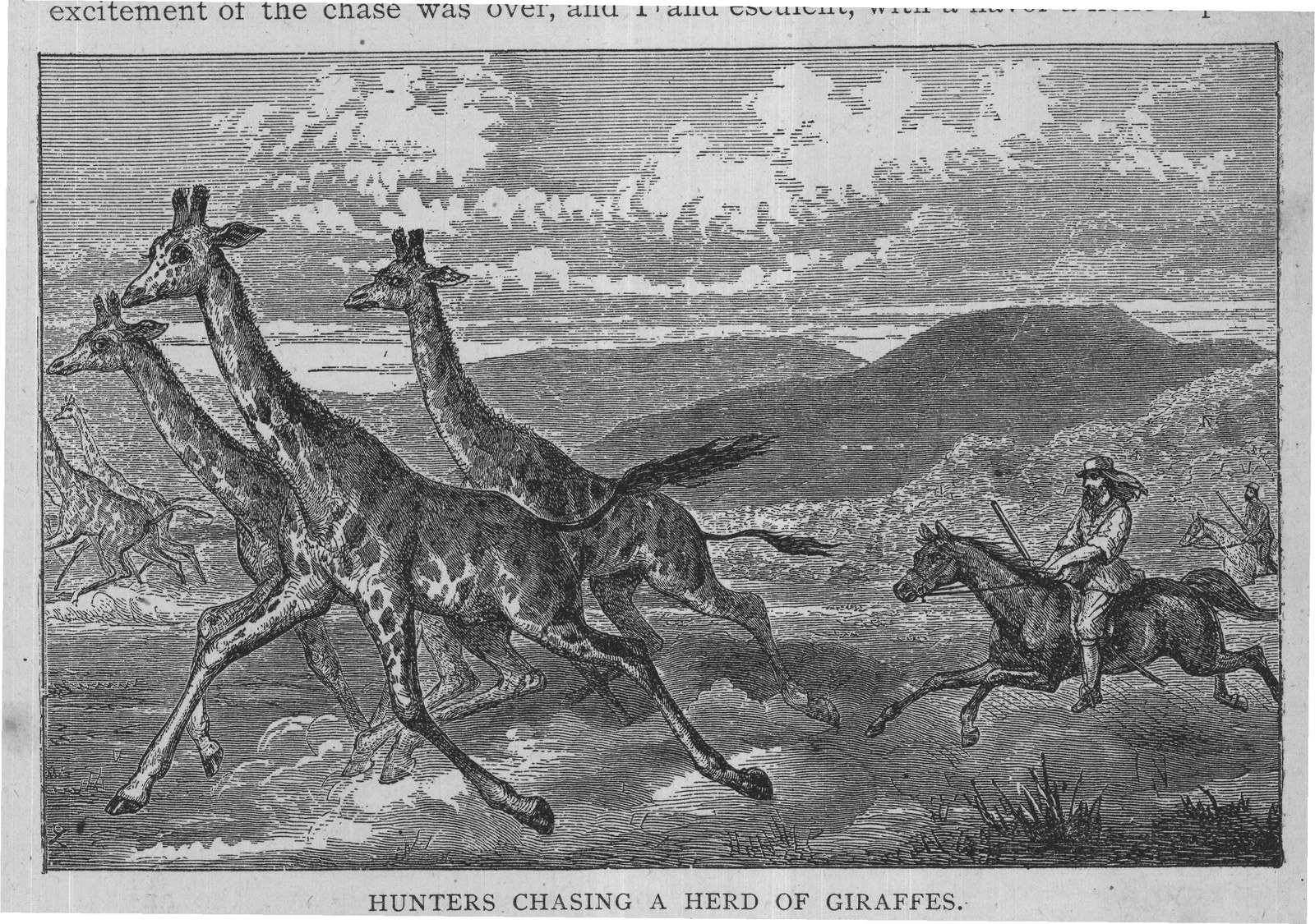 HUNTERS CHASING A HERD OF GIRAFFES.