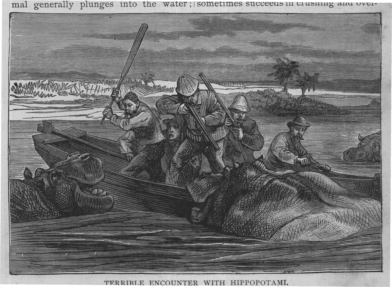 TERRIBLE ENCOUNTER WITH HIPPOPOTAMI.