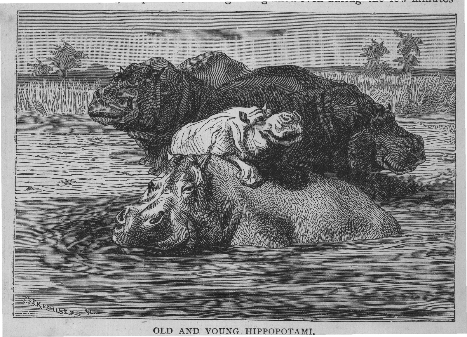OLD AND YOUNG HIPPOPOTAMI.