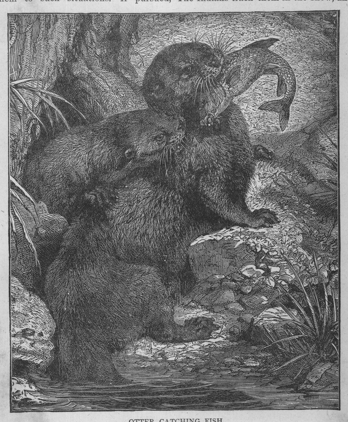 OTTER CATCHING FISH.