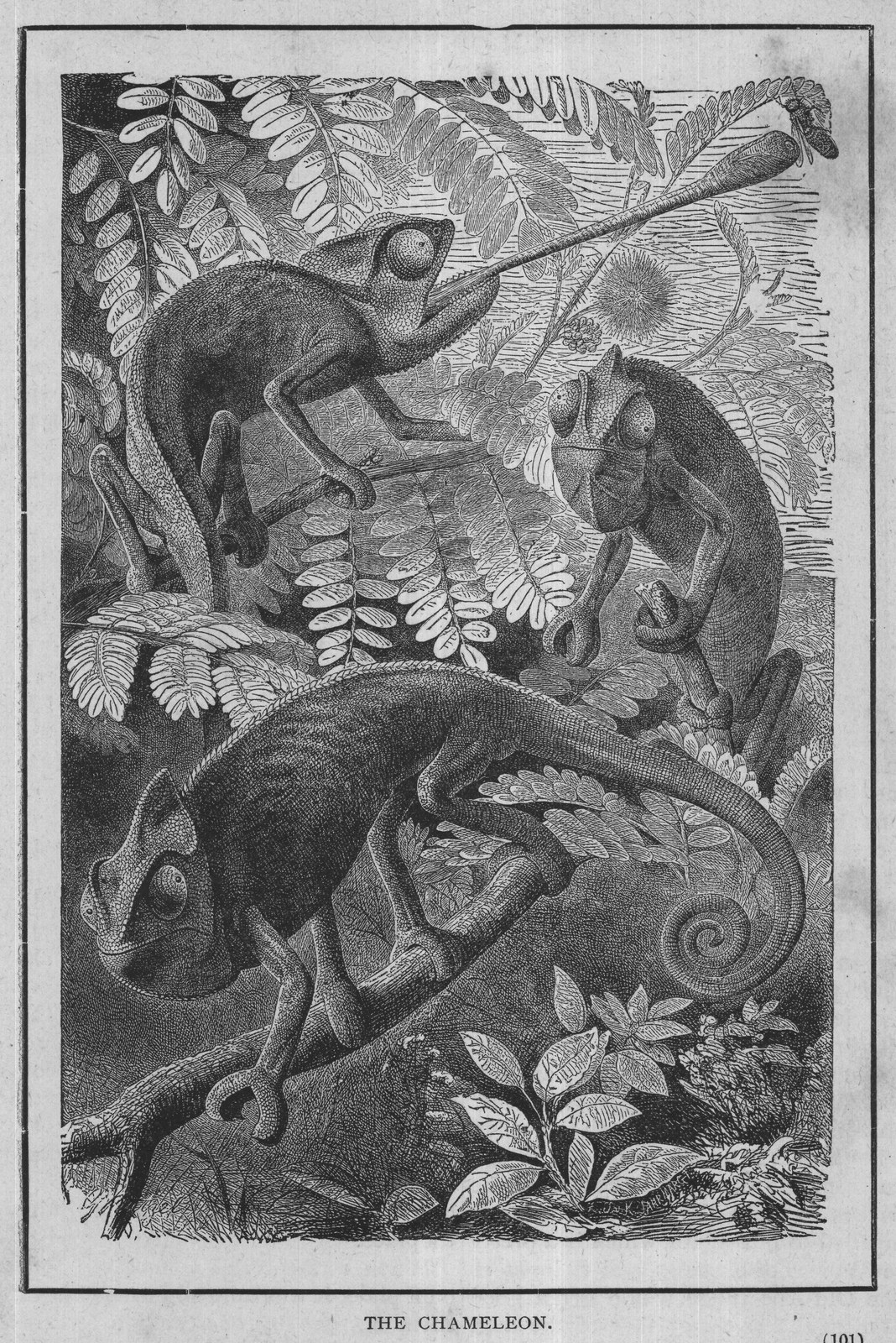 THE CHAMELEON.