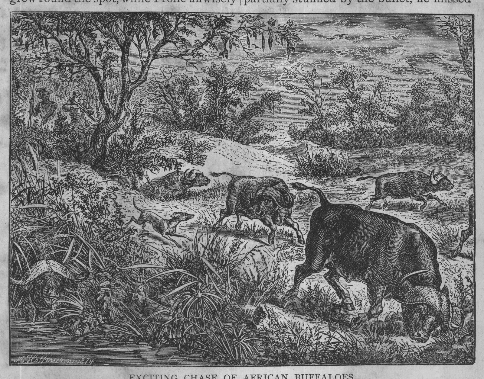 EXCITING CHASE OF AFRICAN BUFFALOES.