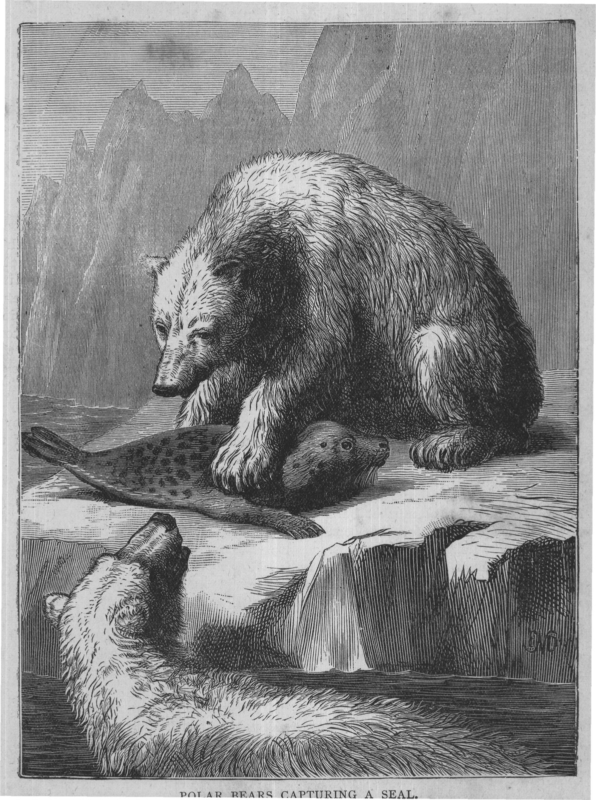 POLAR BEARS CAPTURING A SEAL,