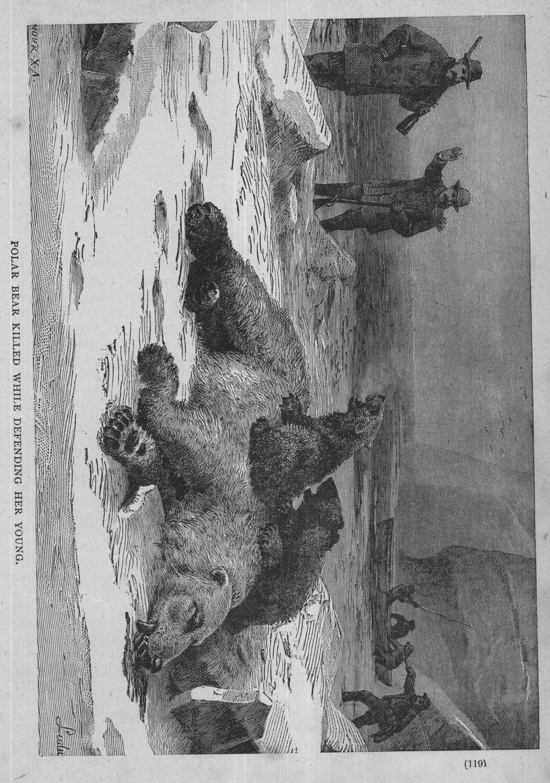 Polar Bear Killed While Defending Her Young — from Museum of Wonders (1900)