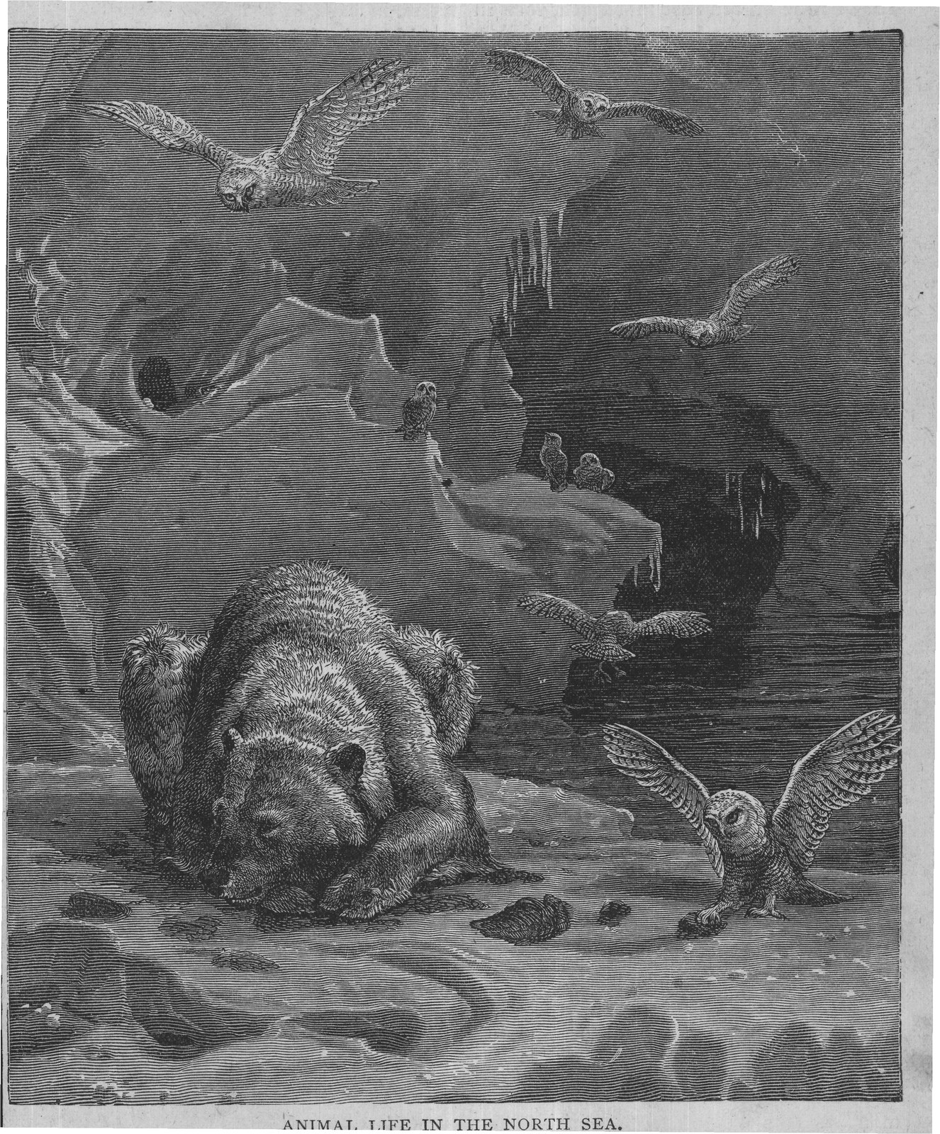 ANIMAL LIFE IN THE NORTH SEA.