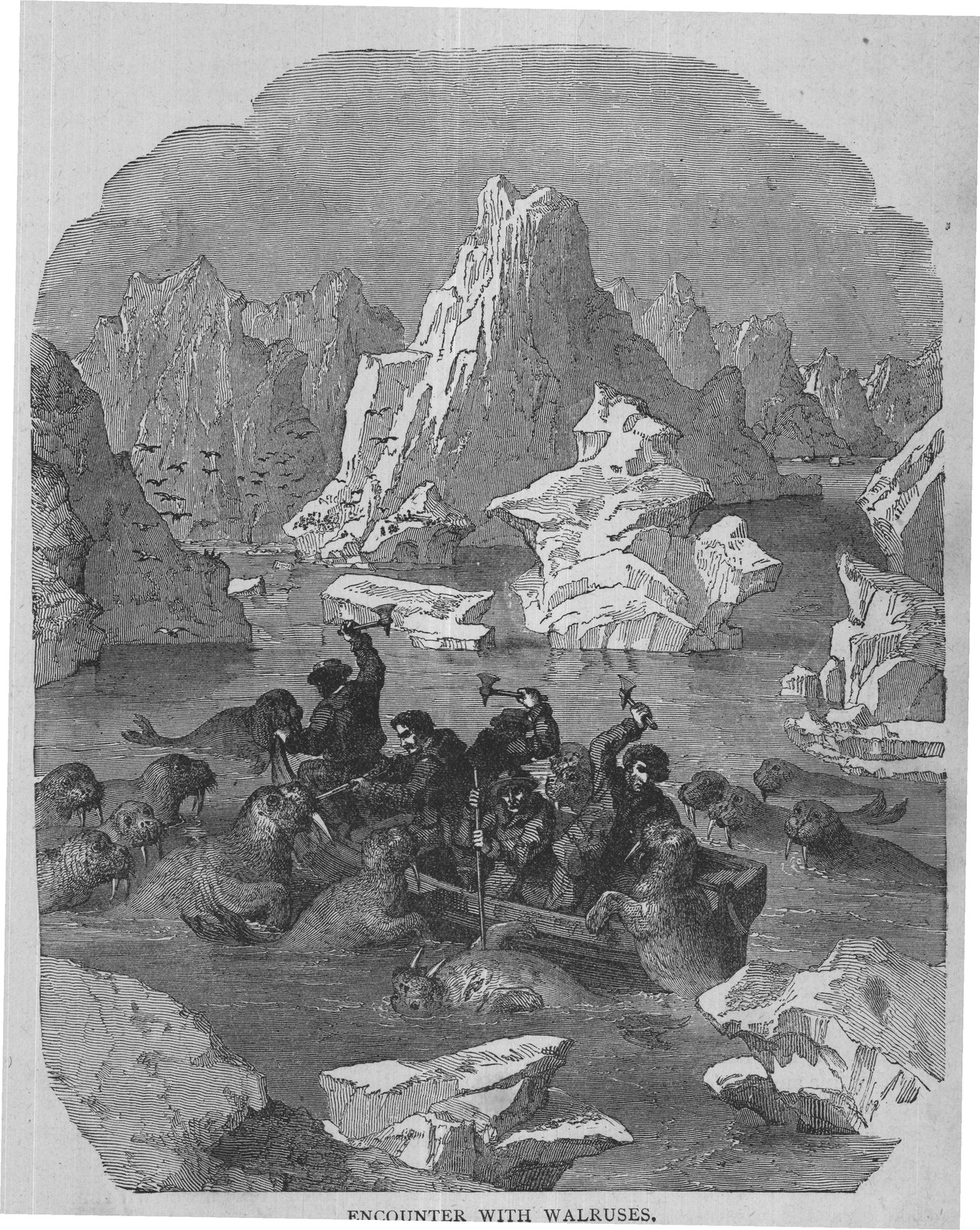 ENCOUNTER WITH WALRUSES.