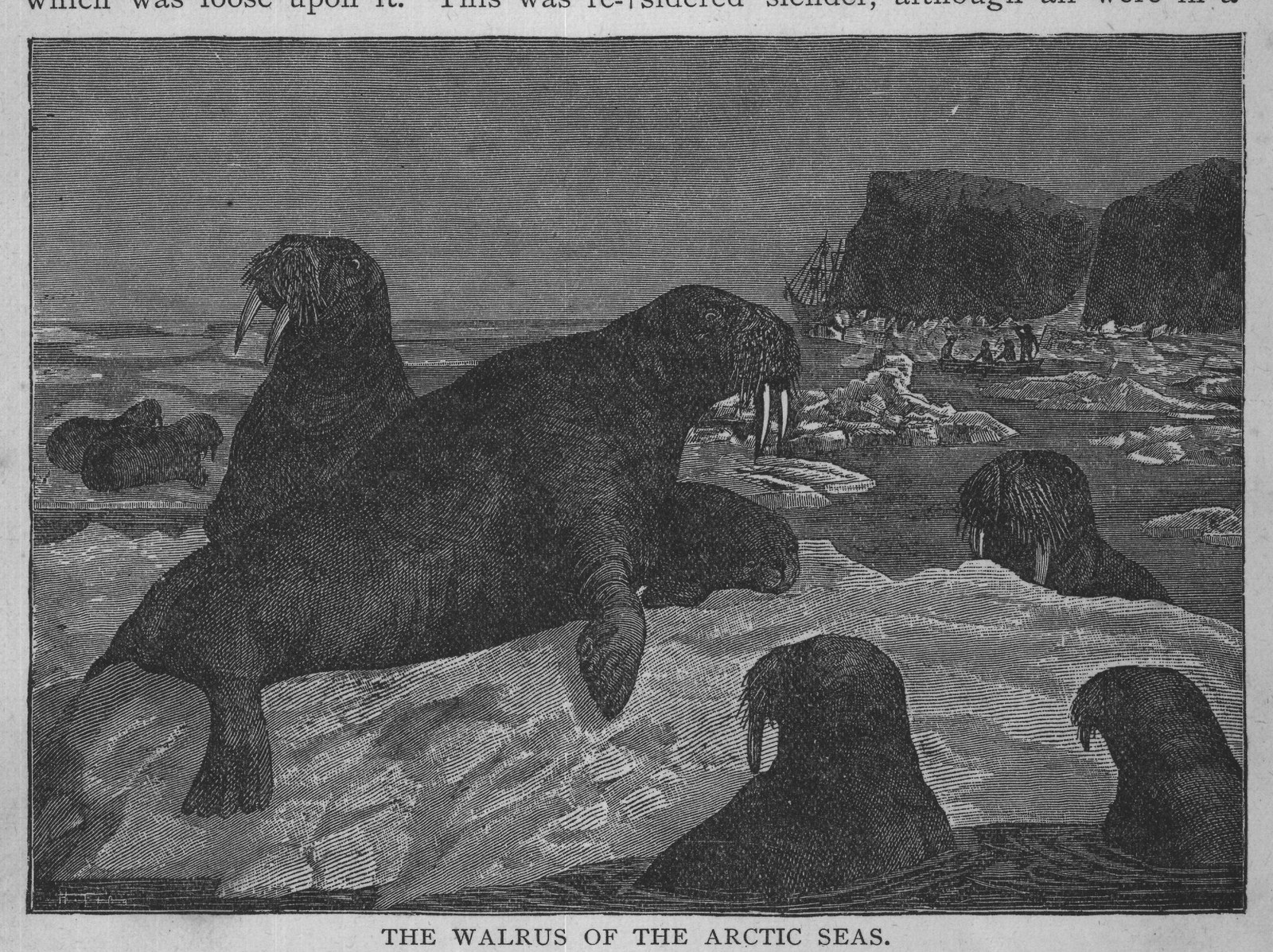 THE WALRUS OF THE ARCTIC SEAS.