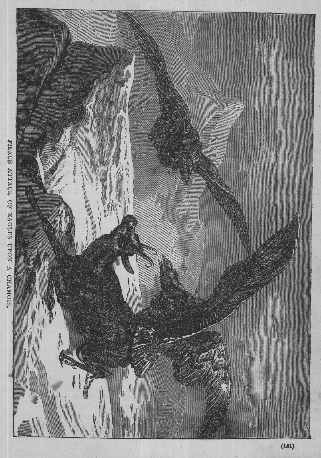 FIERCE ATTACK OF EAGLES UPON A CHAMOIS,