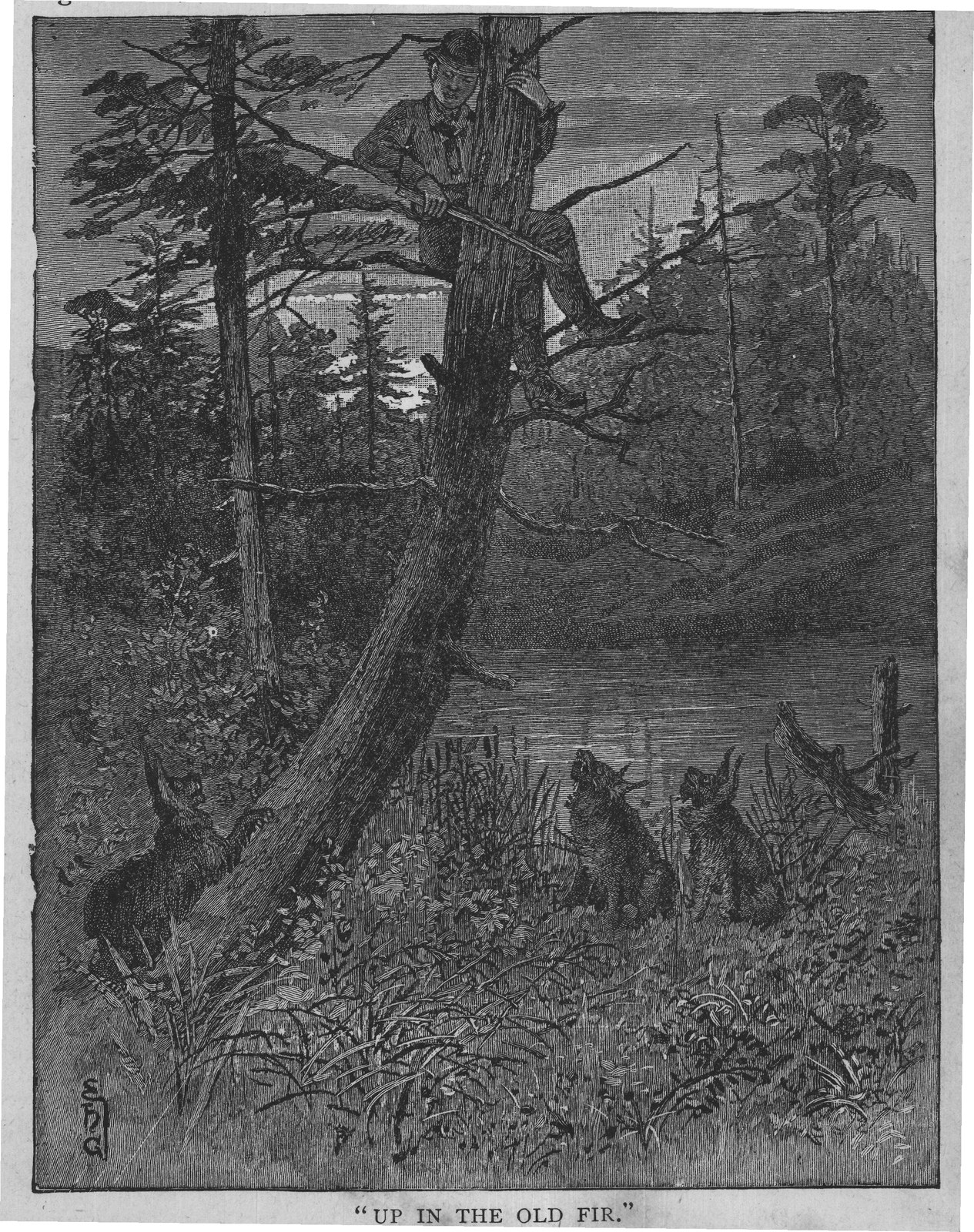 “UP IN THE OLD FIR."