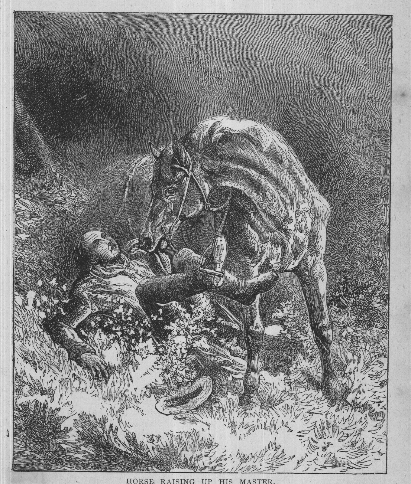 HORSE RAISING UP HIS MASTER.