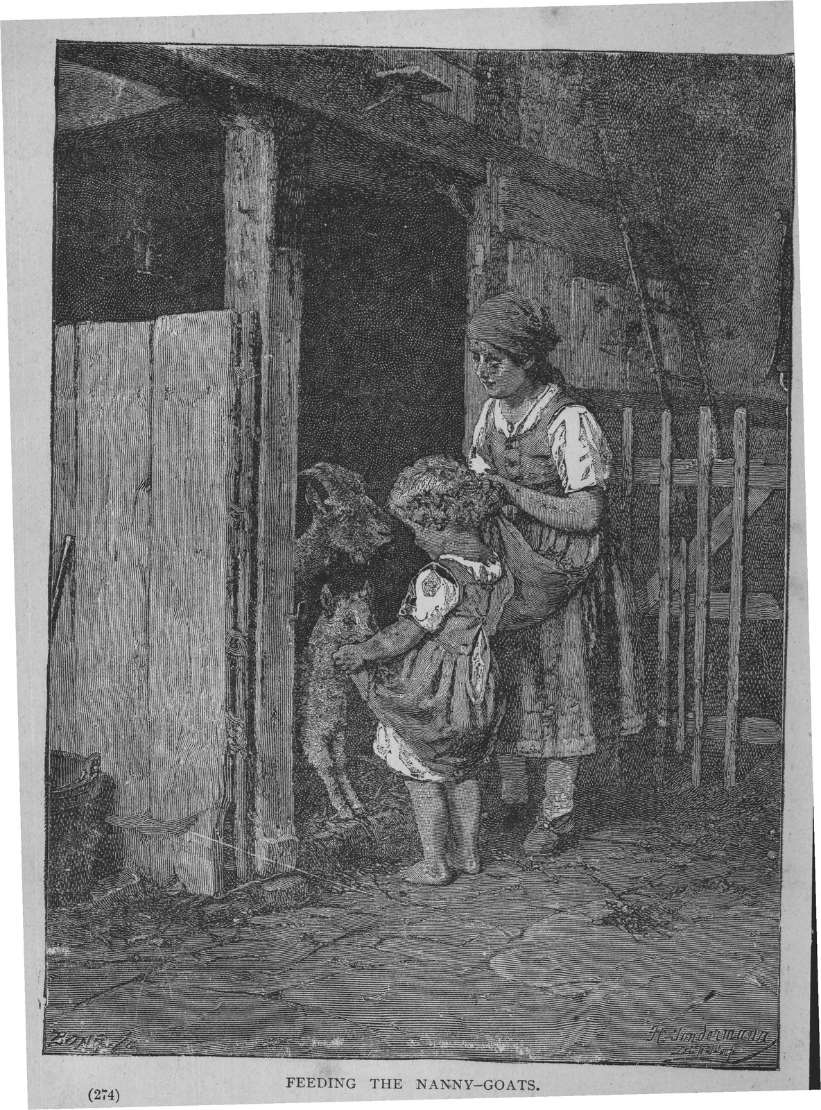 FEEDING THE NANNY-GOATS.
