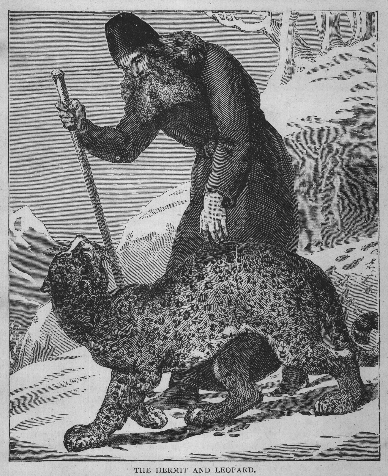 THE HERMIT AND LEOPARD.