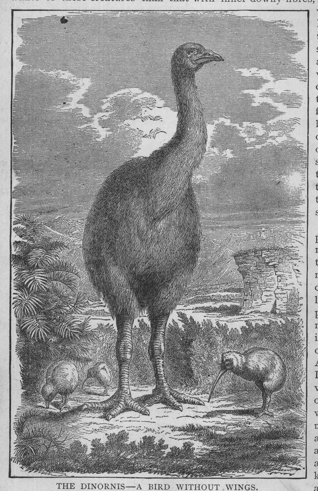 THE DINORNIS-A BIRD WITHOUT WINGS.