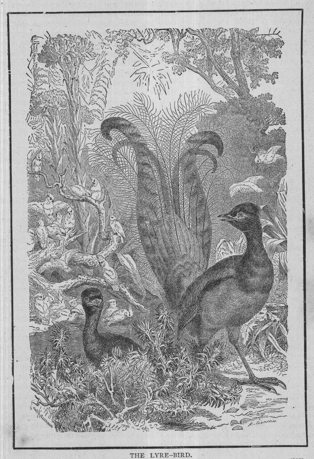 THE LYRE-BIRD.