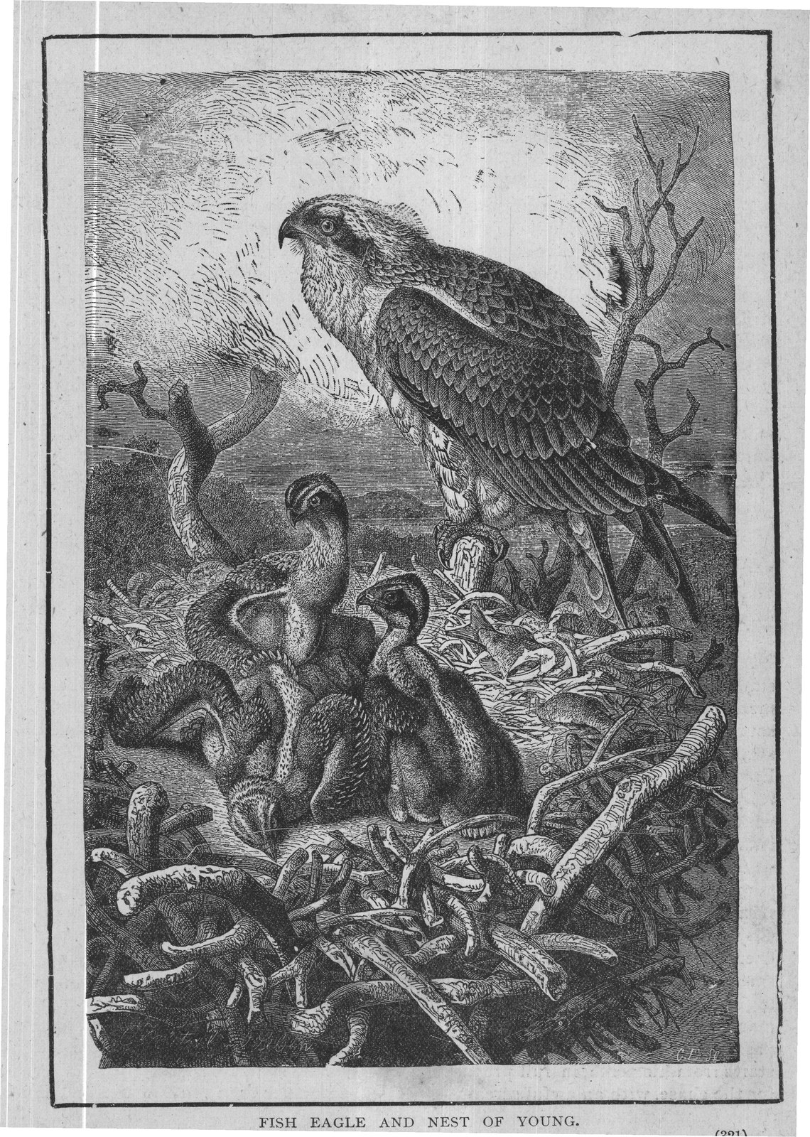 FISH EAGLE AND NEST OF YOUNG.