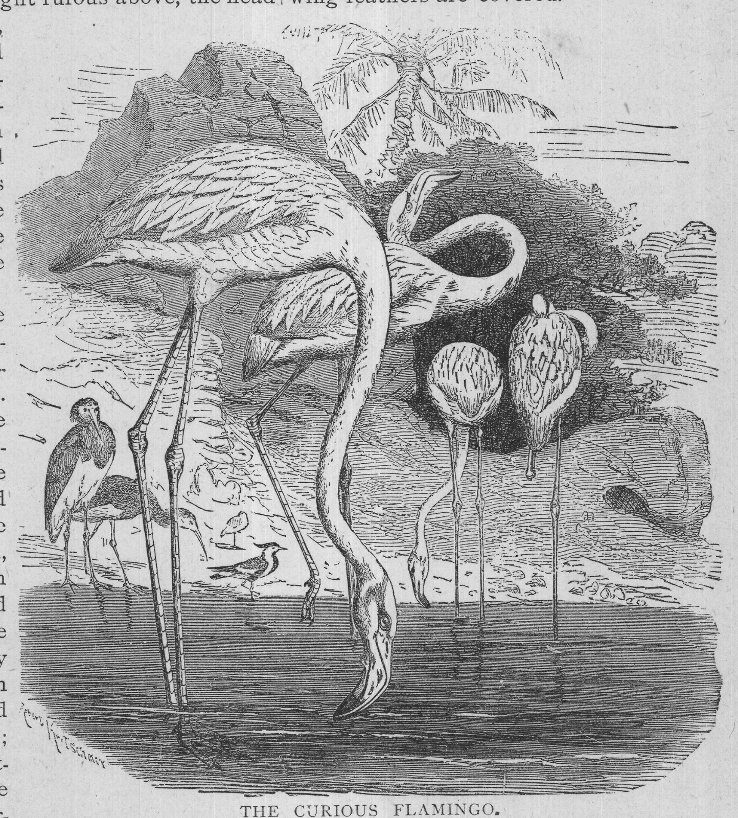 THE CURIOUS FLAMINGO.