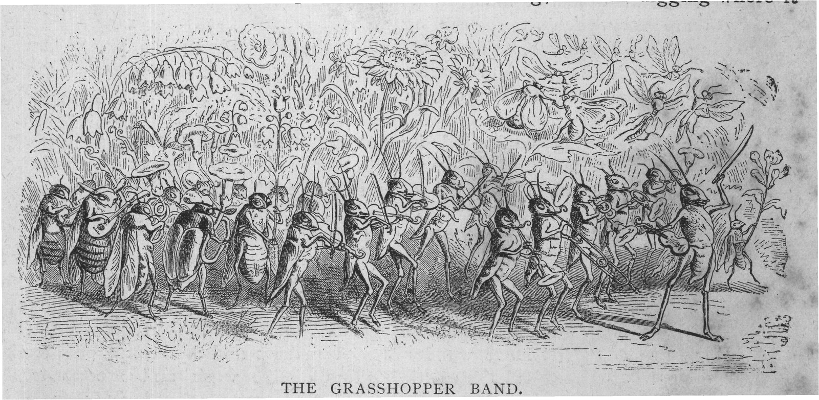 THE GRASSHOPPER BAND.