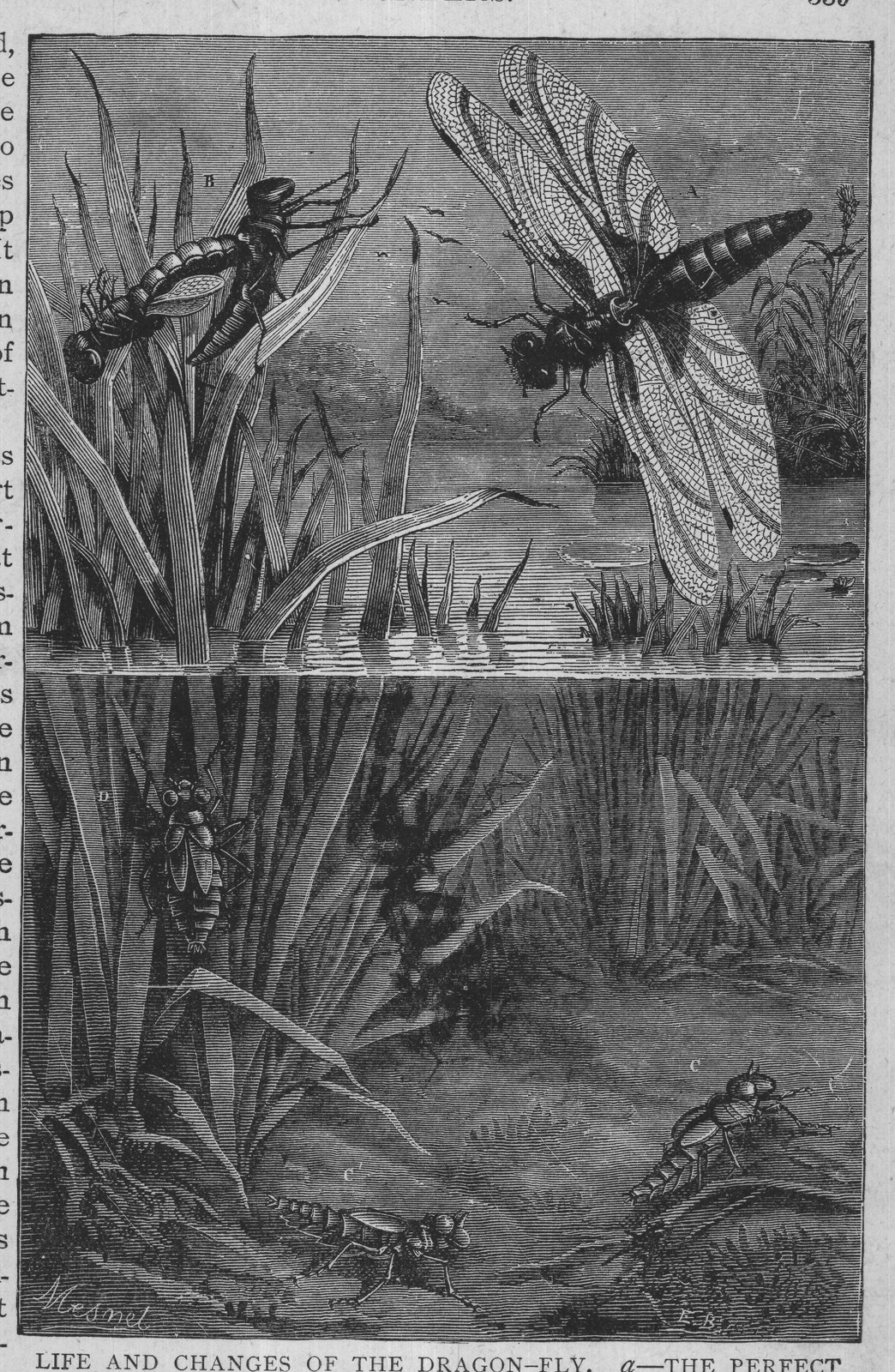 LIFE AND CHANGES OF THE DRAGON-FLY. -THE PERFECT