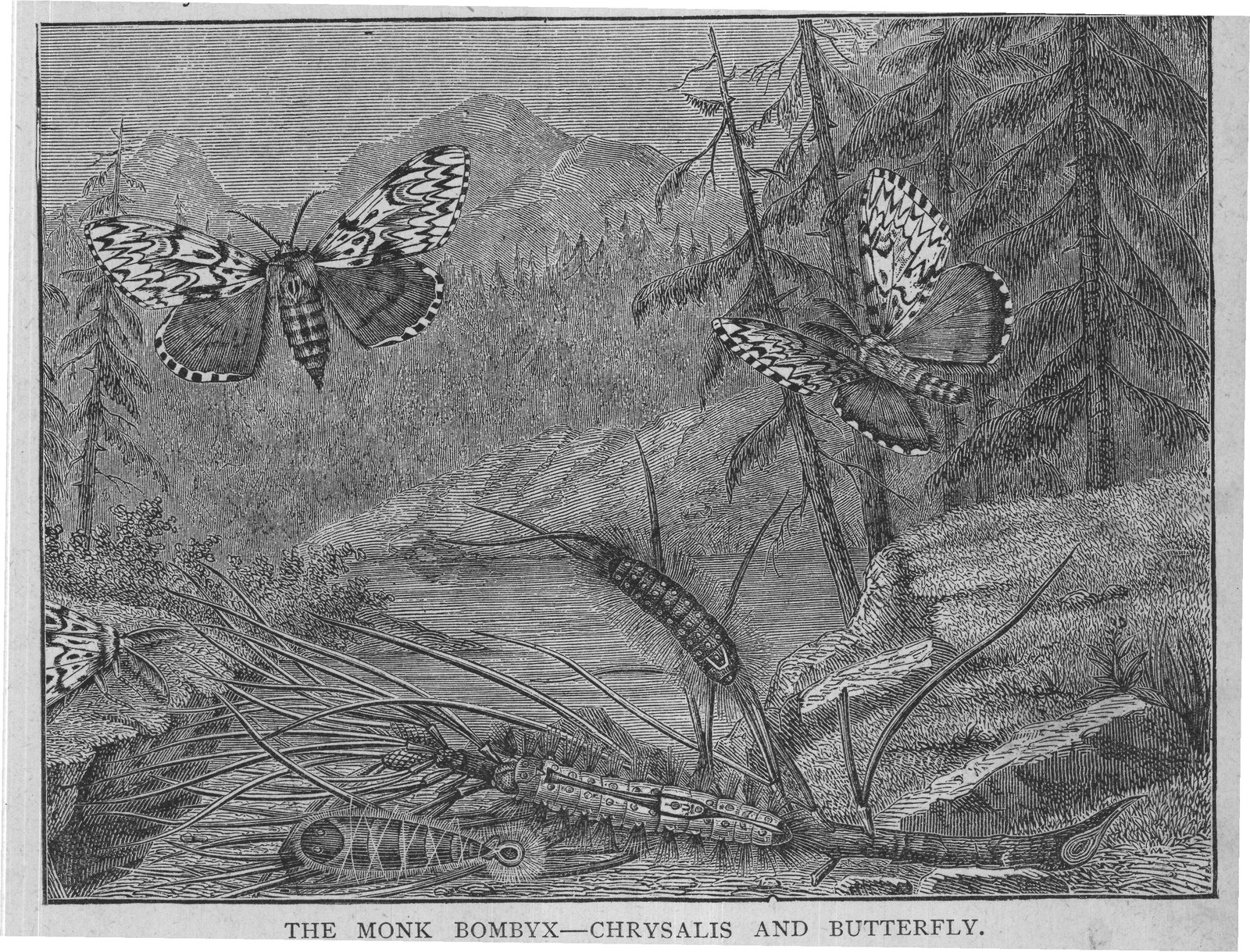 THE MONK BOMBYX-CHRYSALIS AND BUTTERFLY.