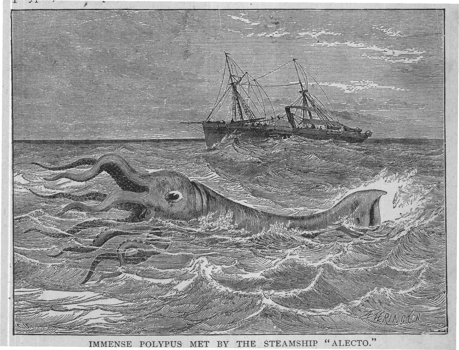 IMMENSE POLYPUS MET BY THE STEAMSHIP "ALECTO."
