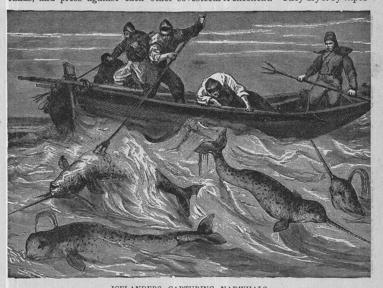 ICELANDERS CAPTURING NARWHALS.