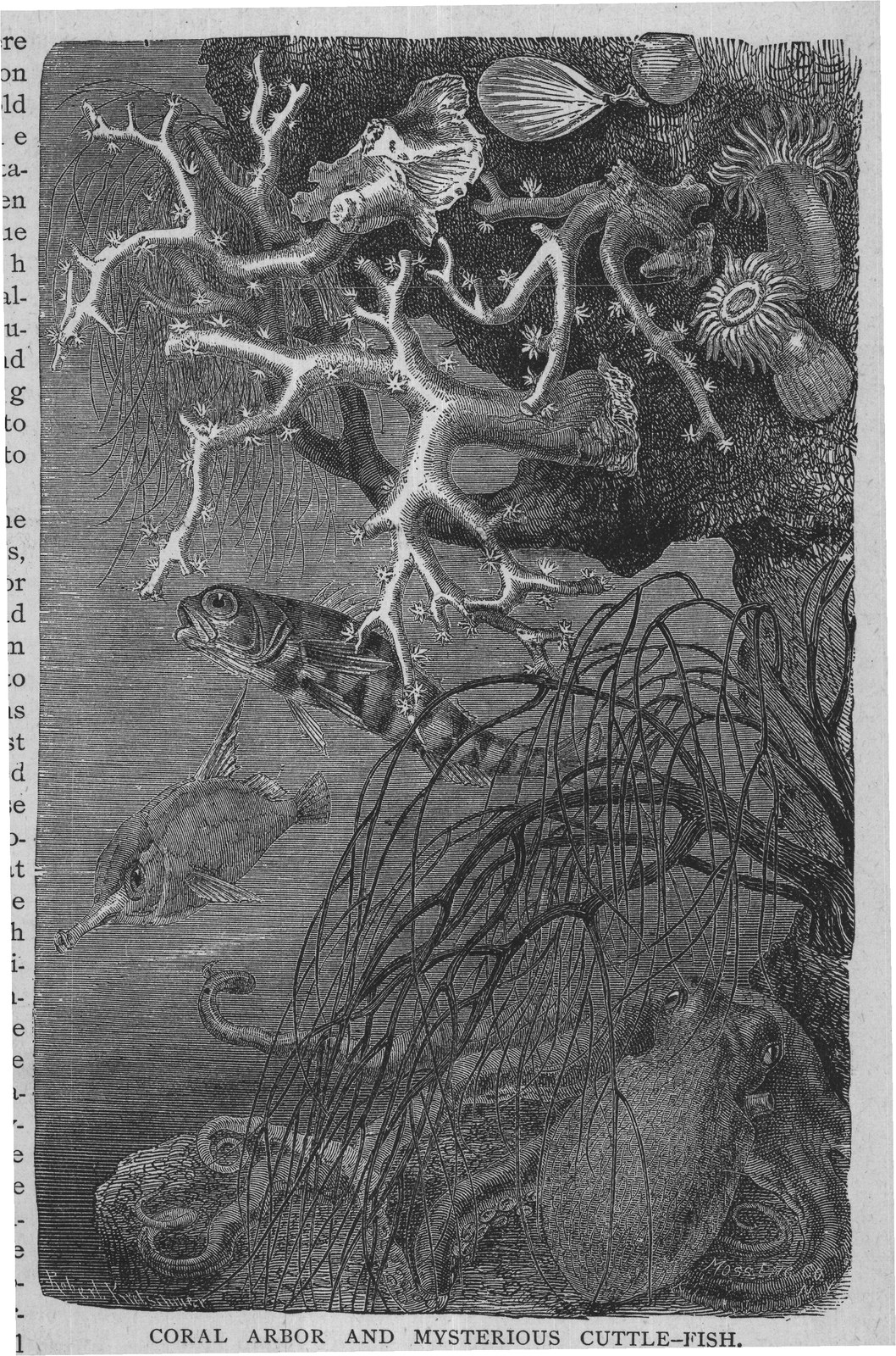 iety of the Coral