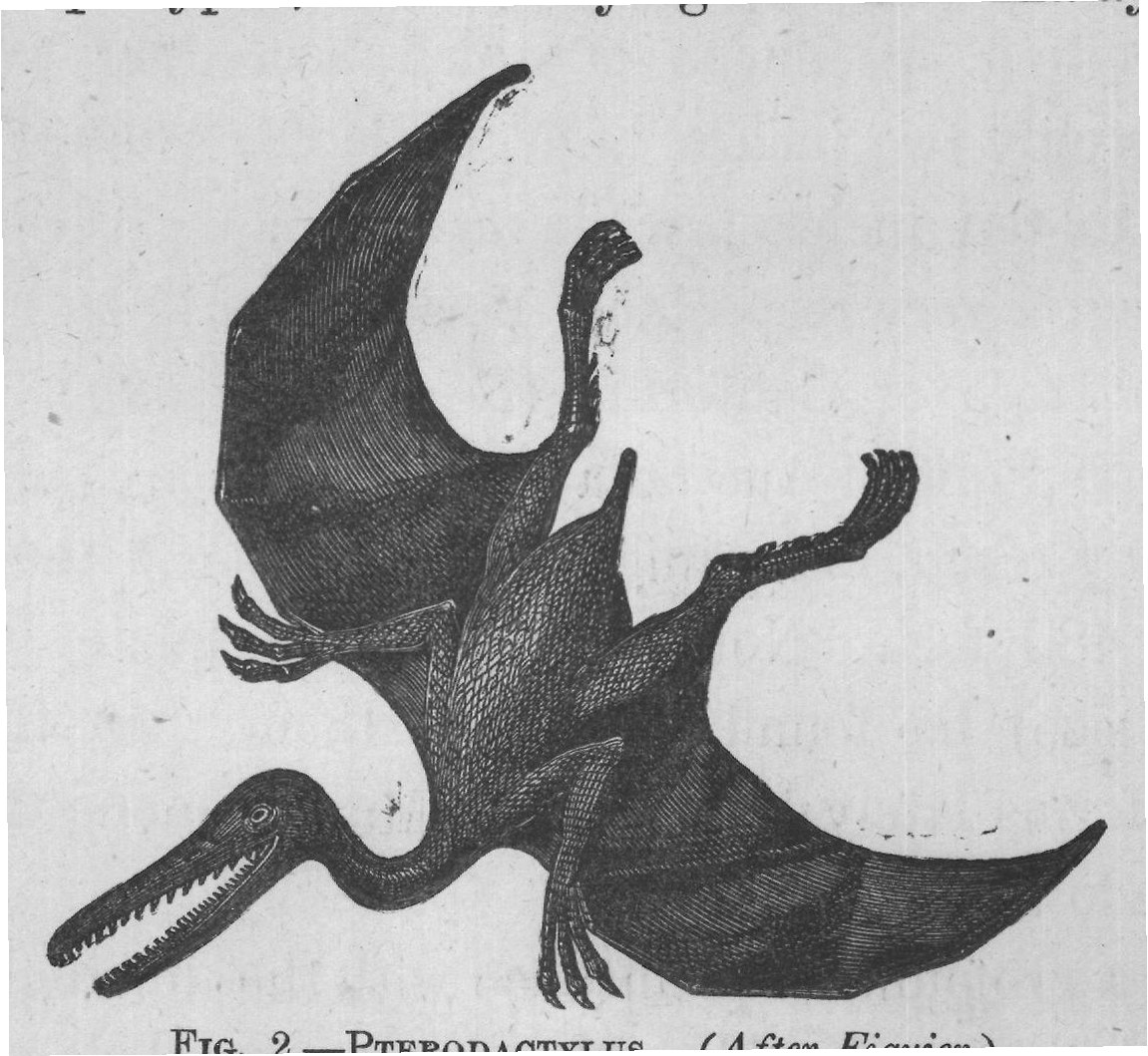 FIG. 2.-PTERODACTYLUS. (After Figuier.)
