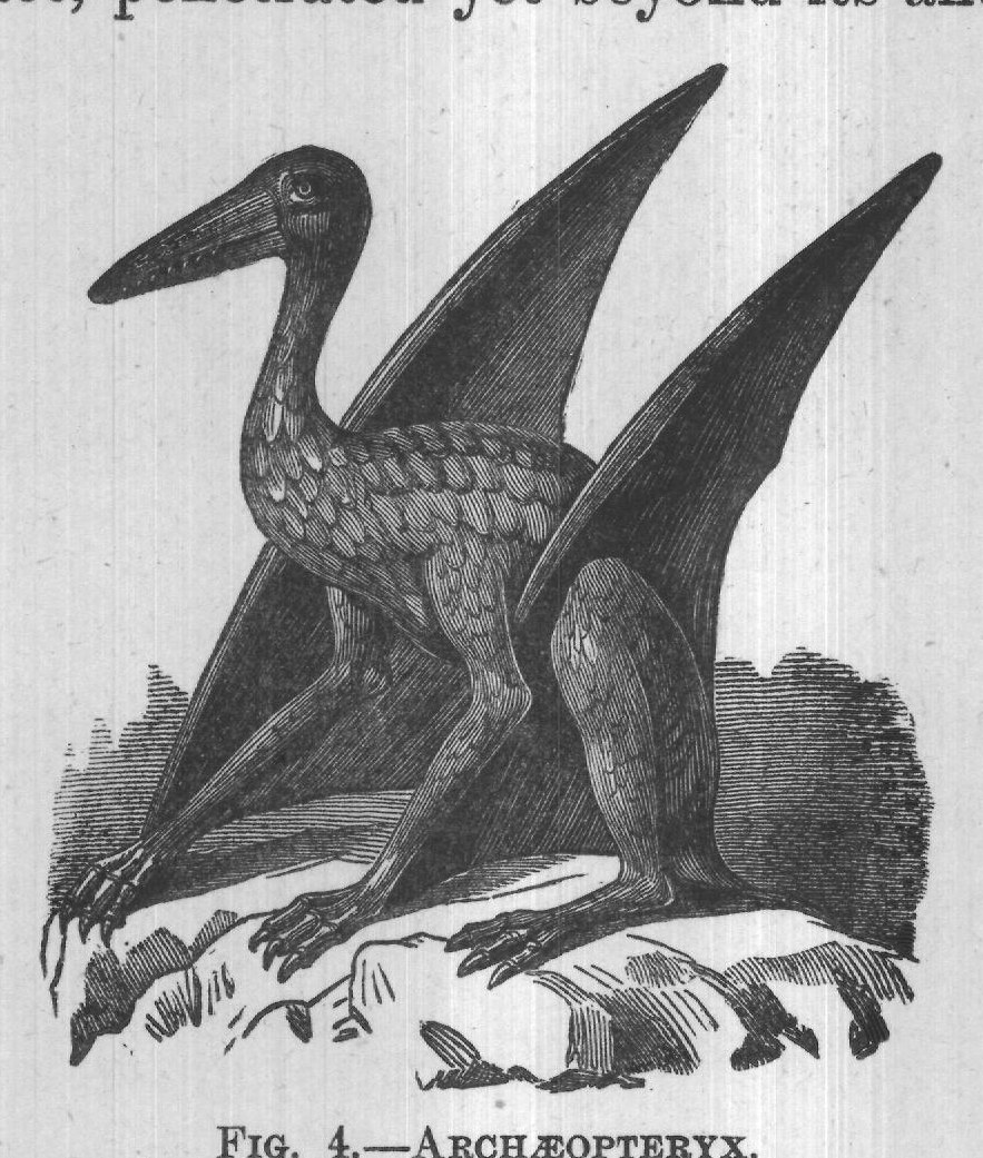 FIG. 4.-ARCHÆOPTERYX.