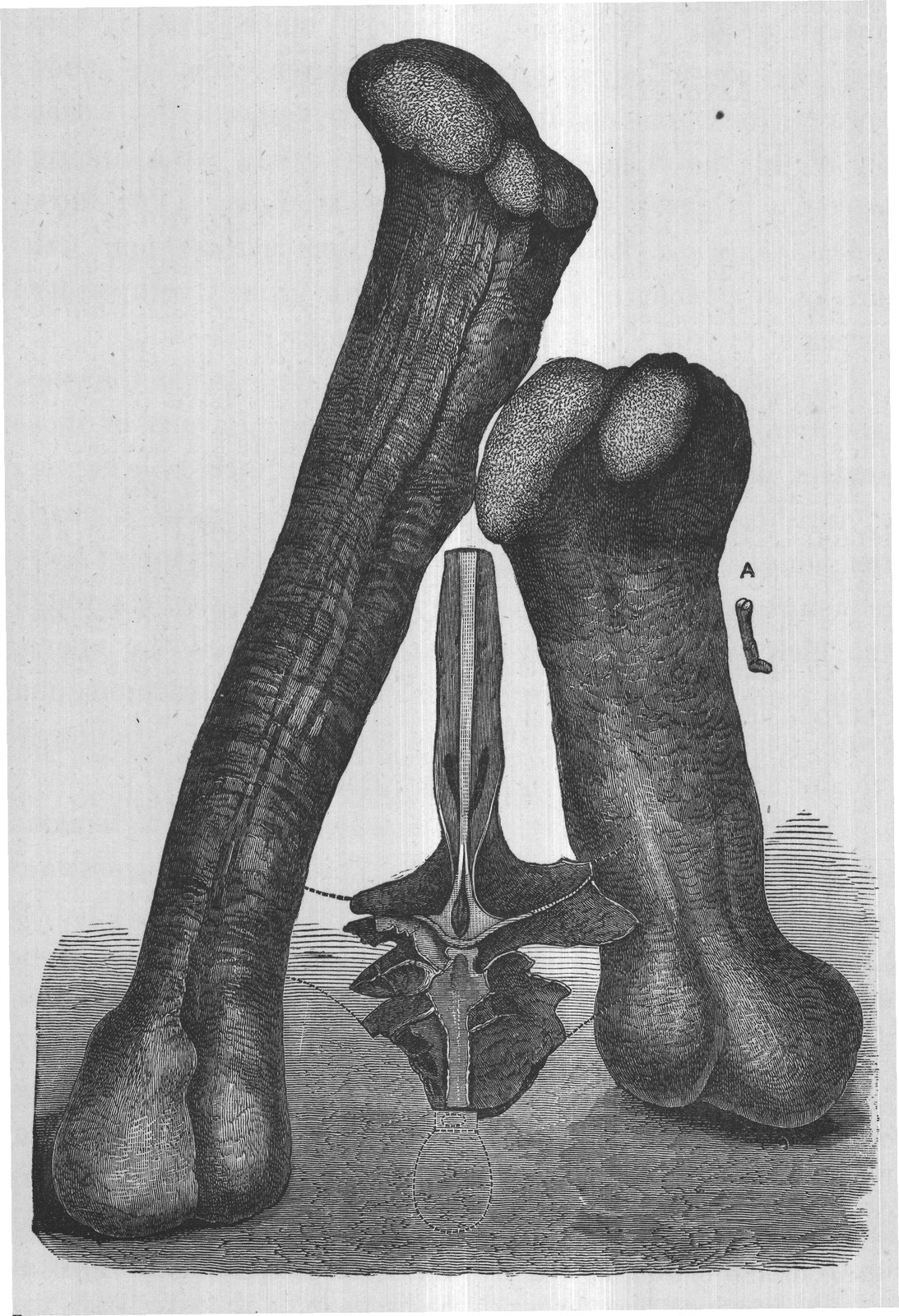 FIG. 5. MONSTER BONES OF EXTINCT GIGANTIC SAURIANS FROM COLORADO, SHOWING