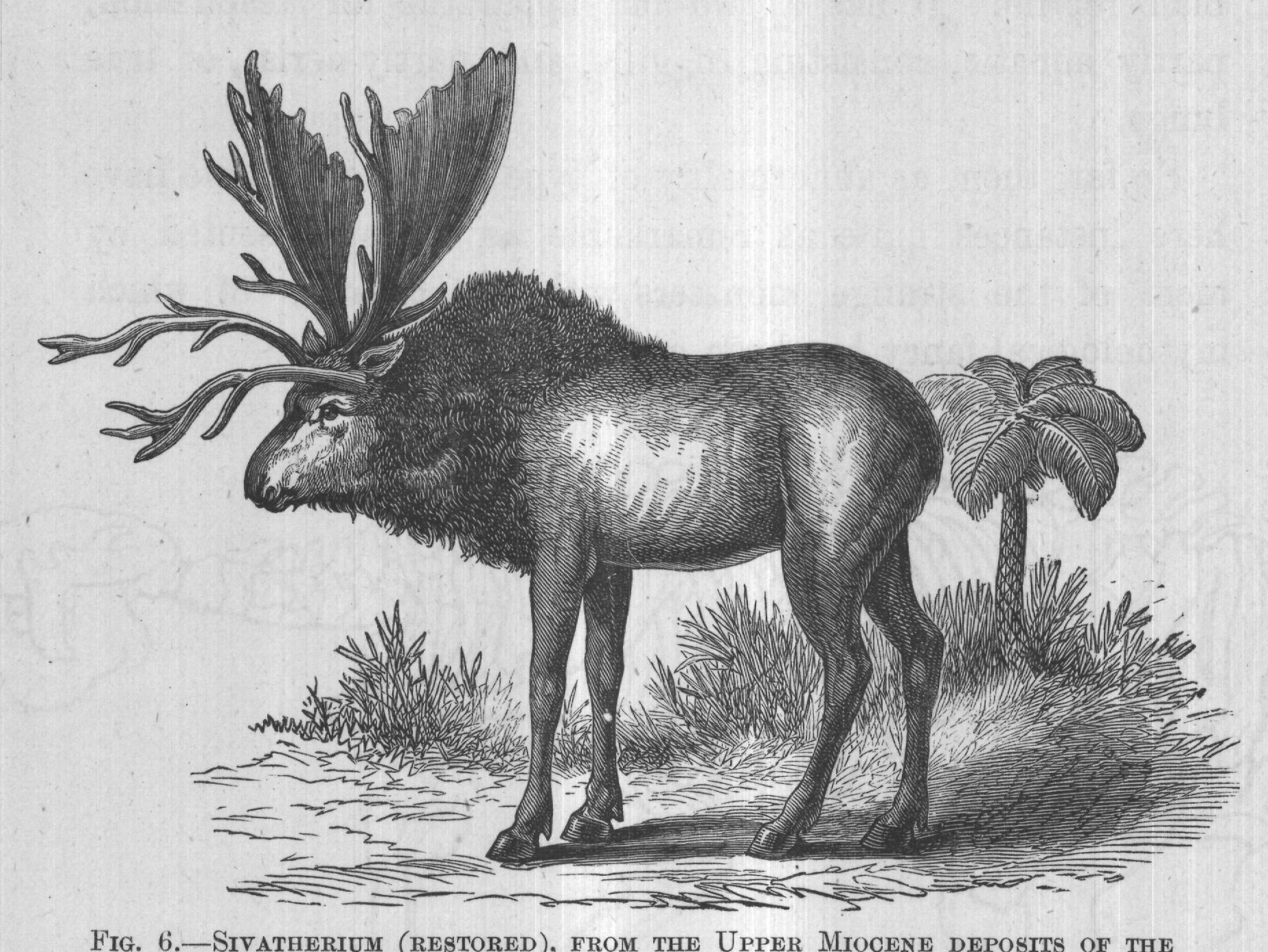 FIG. 6.-SIVATHERIUM (RESTORED), FROM THE UPPER MIOCENE DEPOSITS OF THE