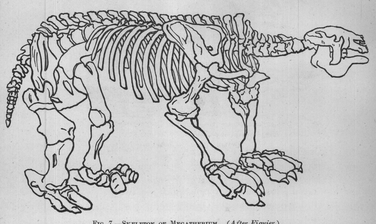 FIG. 7. SKELETON OF MEGATHERIUM. (After Figuier.)