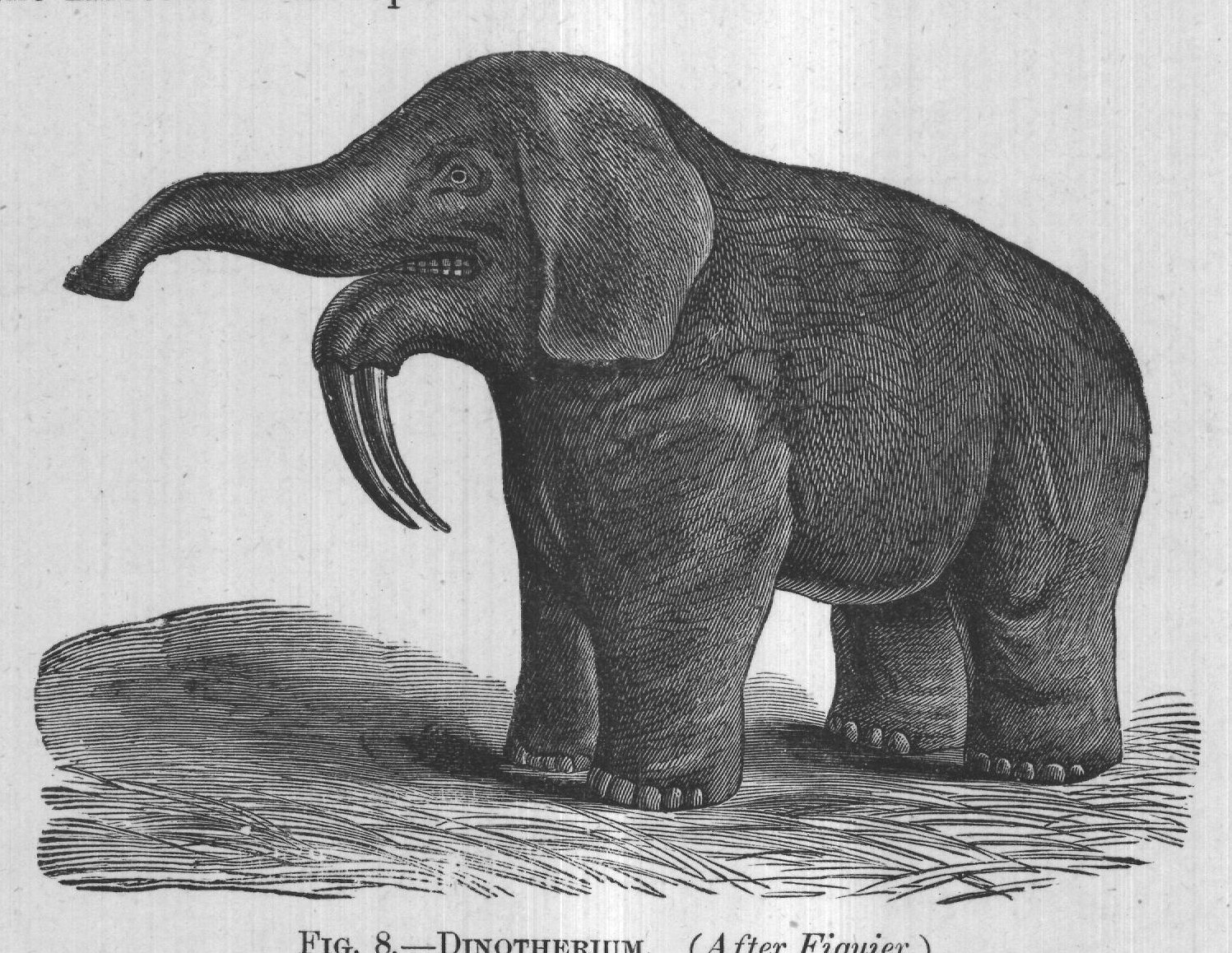 FIG. 8. DINOTHERIUM. (After Figuier.)
